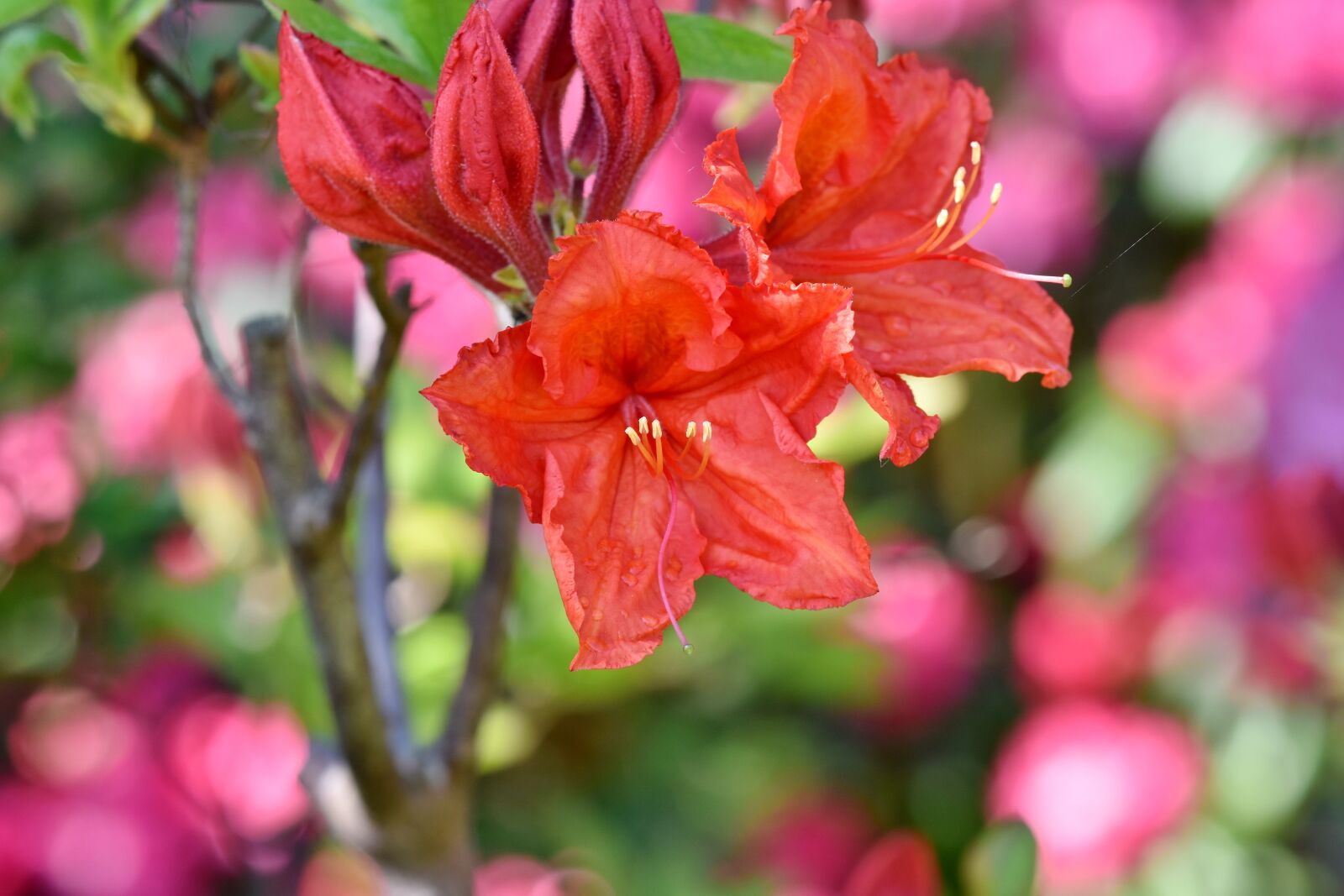 Nikon D7200 sample photo. Rhododendron, rhododendron buds, rhododendron photography