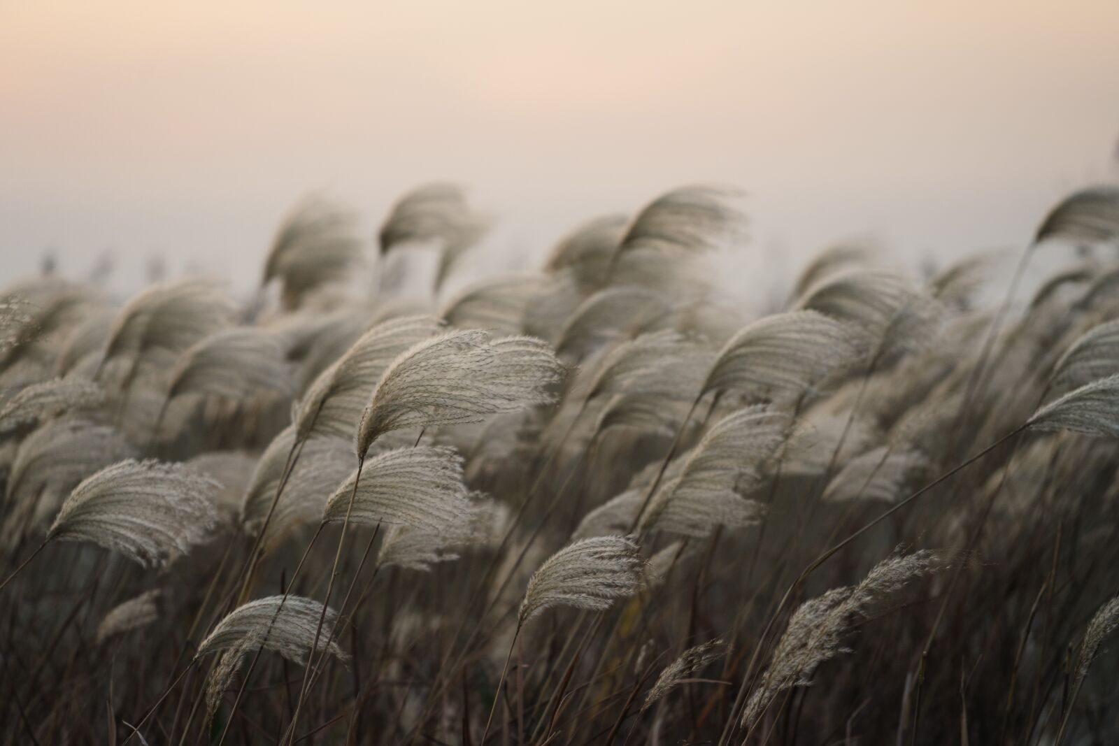 Sony a7 II + Sony FE 70-200mm F4 G OSS sample photo. Grass, sky, red photography