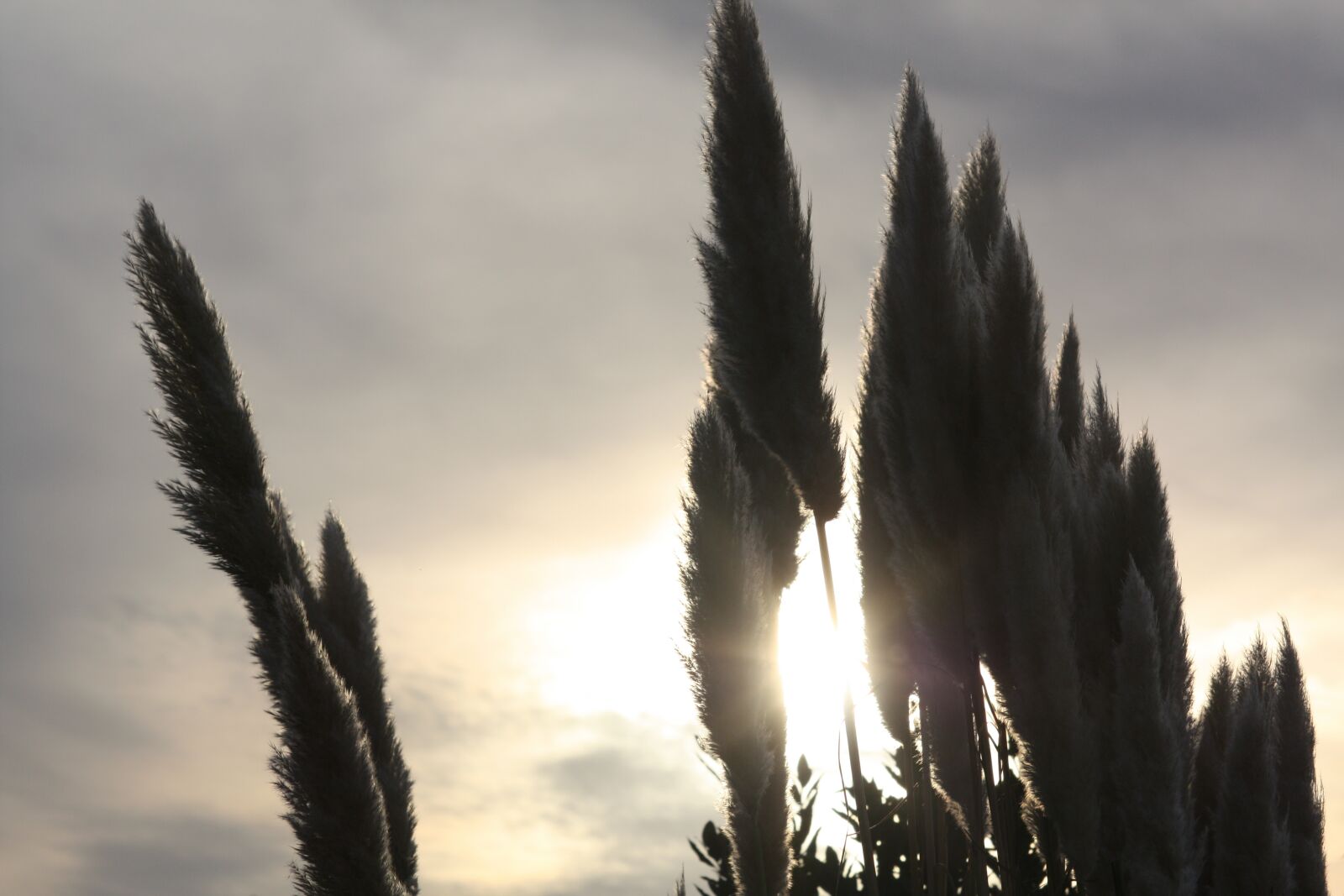 Canon EOS 450D (EOS Rebel XSi / EOS Kiss X2) sample photo. Feather duster, evening, sun photography
