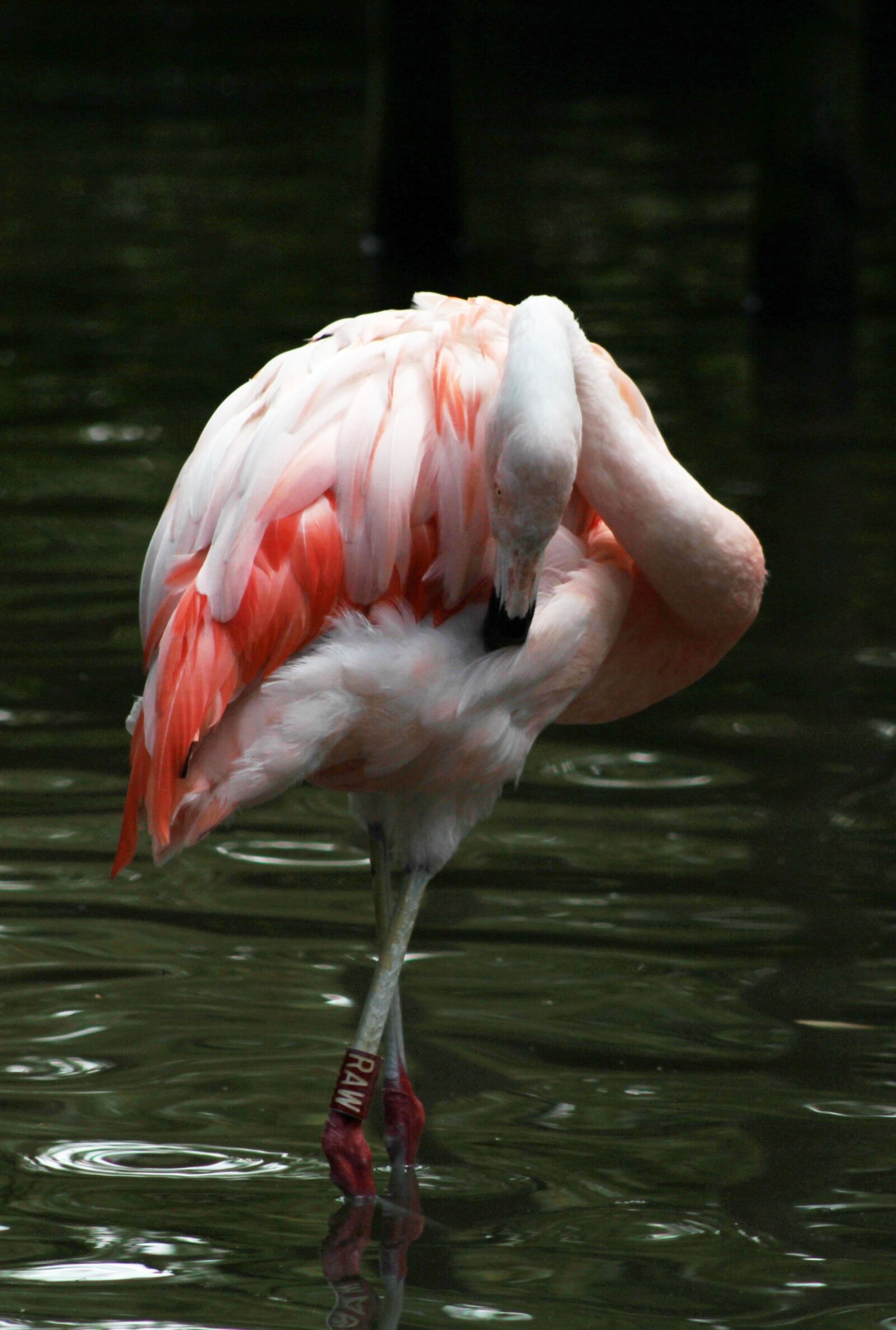 Canon EOS 600D (Rebel EOS T3i / EOS Kiss X5) sample photo. Flamingo, in the knot photography