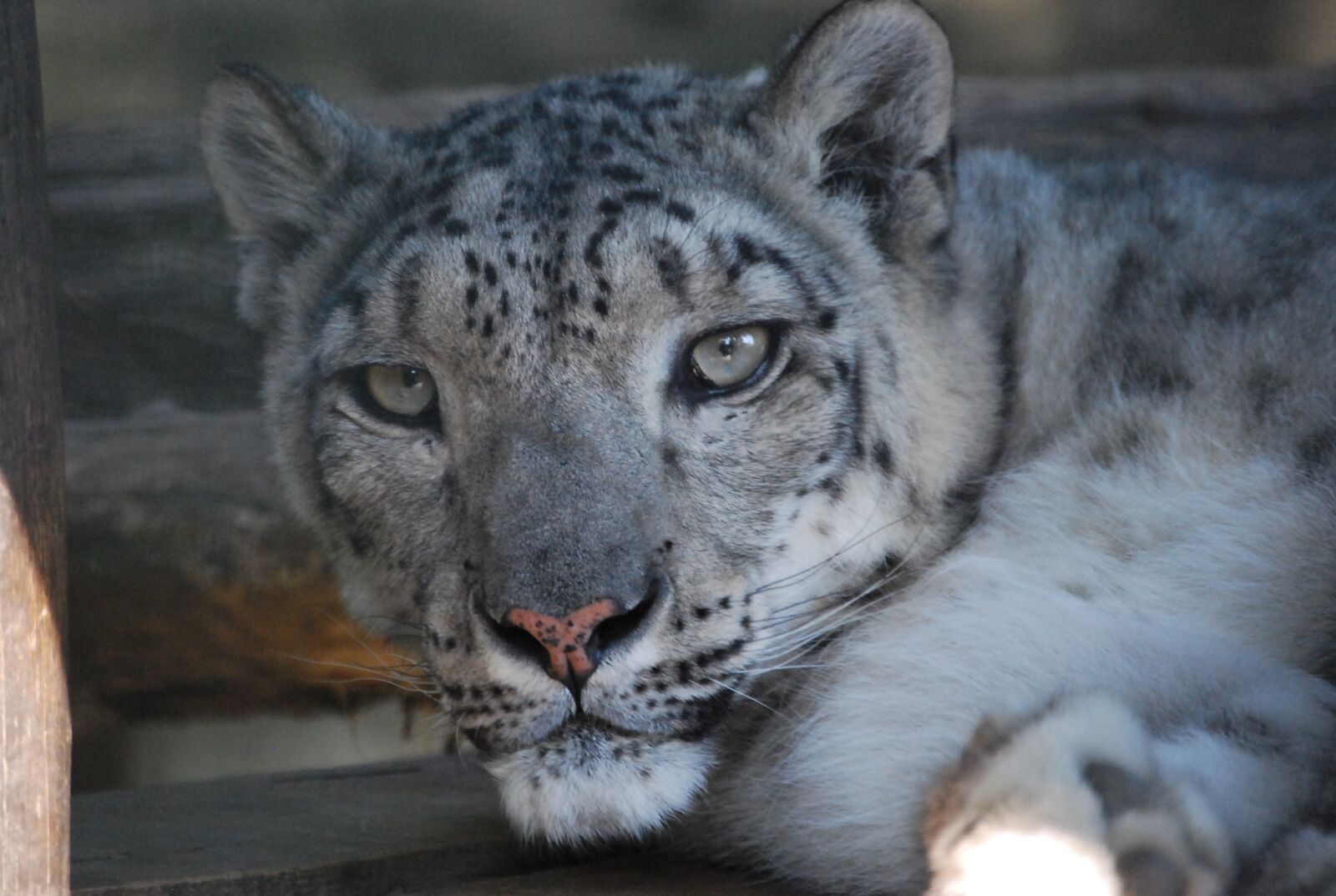Nikon D60 sample photo. Big cat, attention, regardless photography