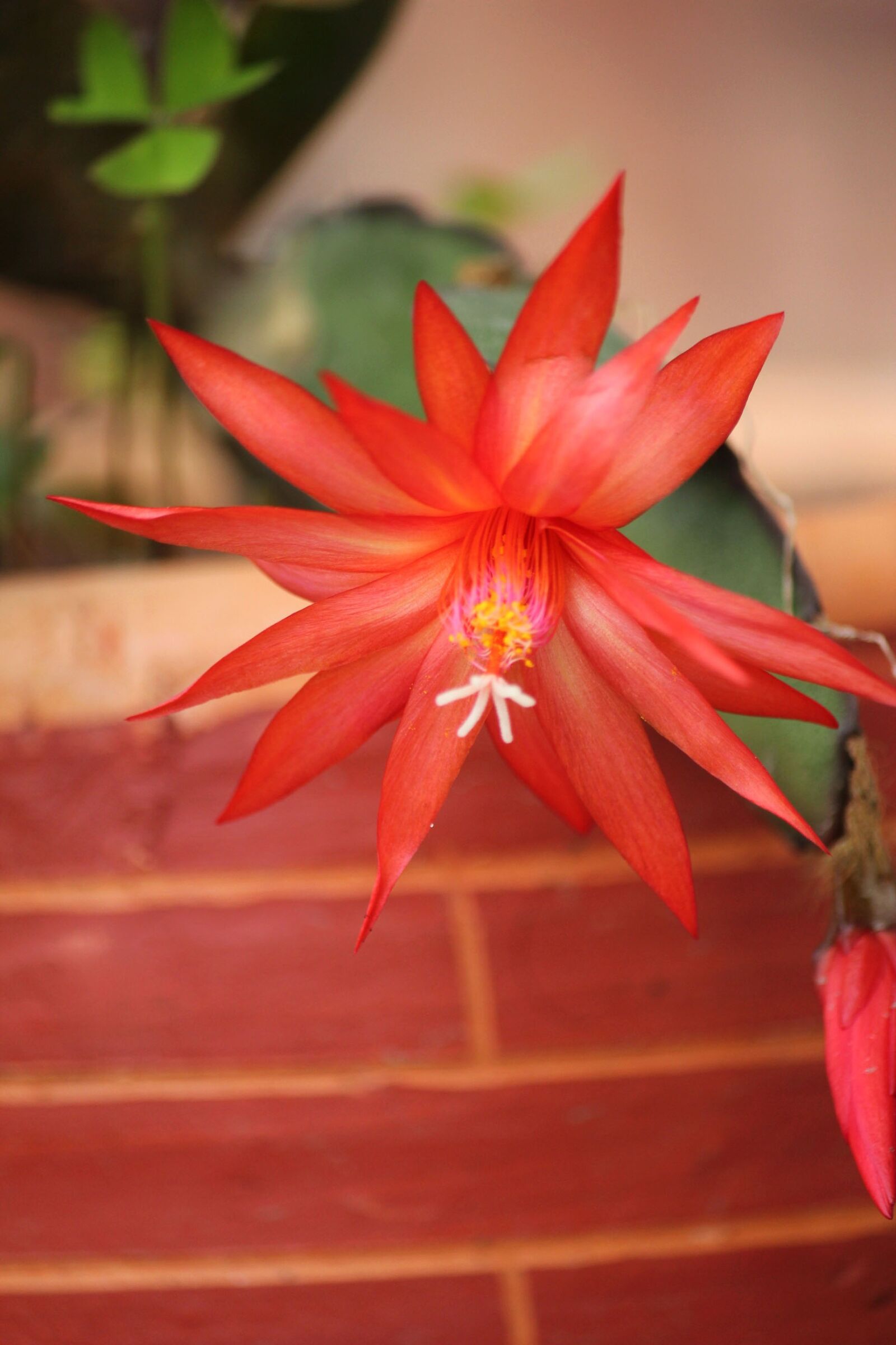 Canon EOS 550D (EOS Rebel T2i / EOS Kiss X4) sample photo. Cactus, flowers, bloom photography