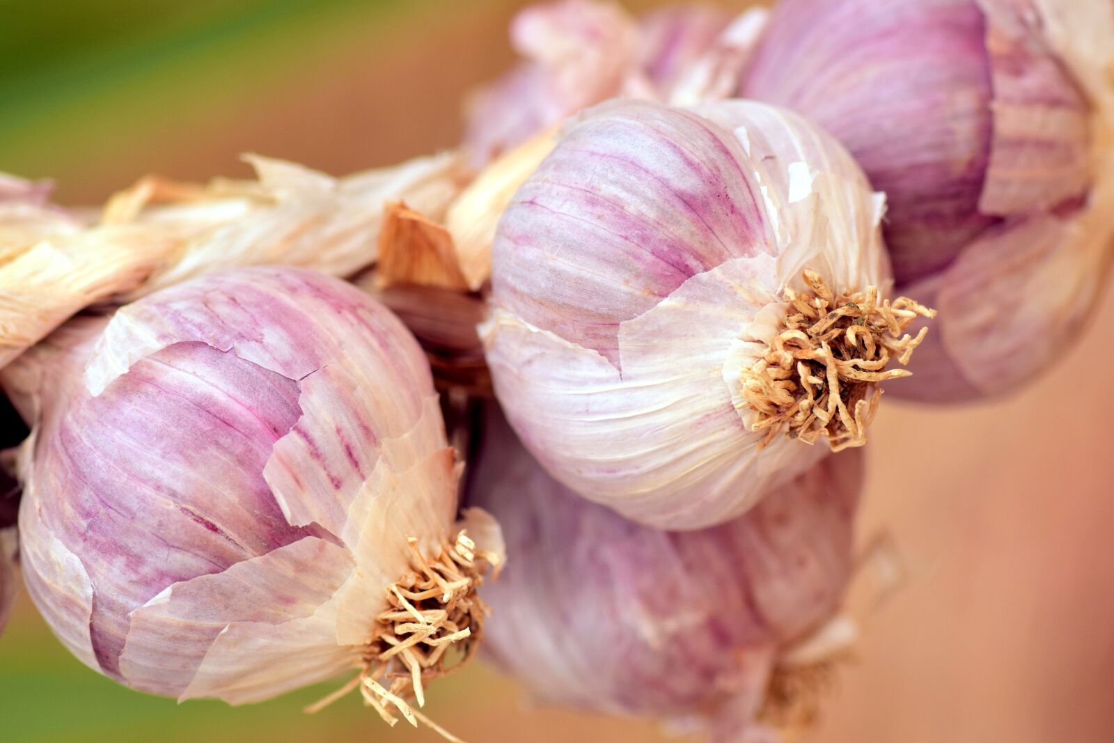Nikon D3300 sample photo. Garlic, mediterranean, spice photography