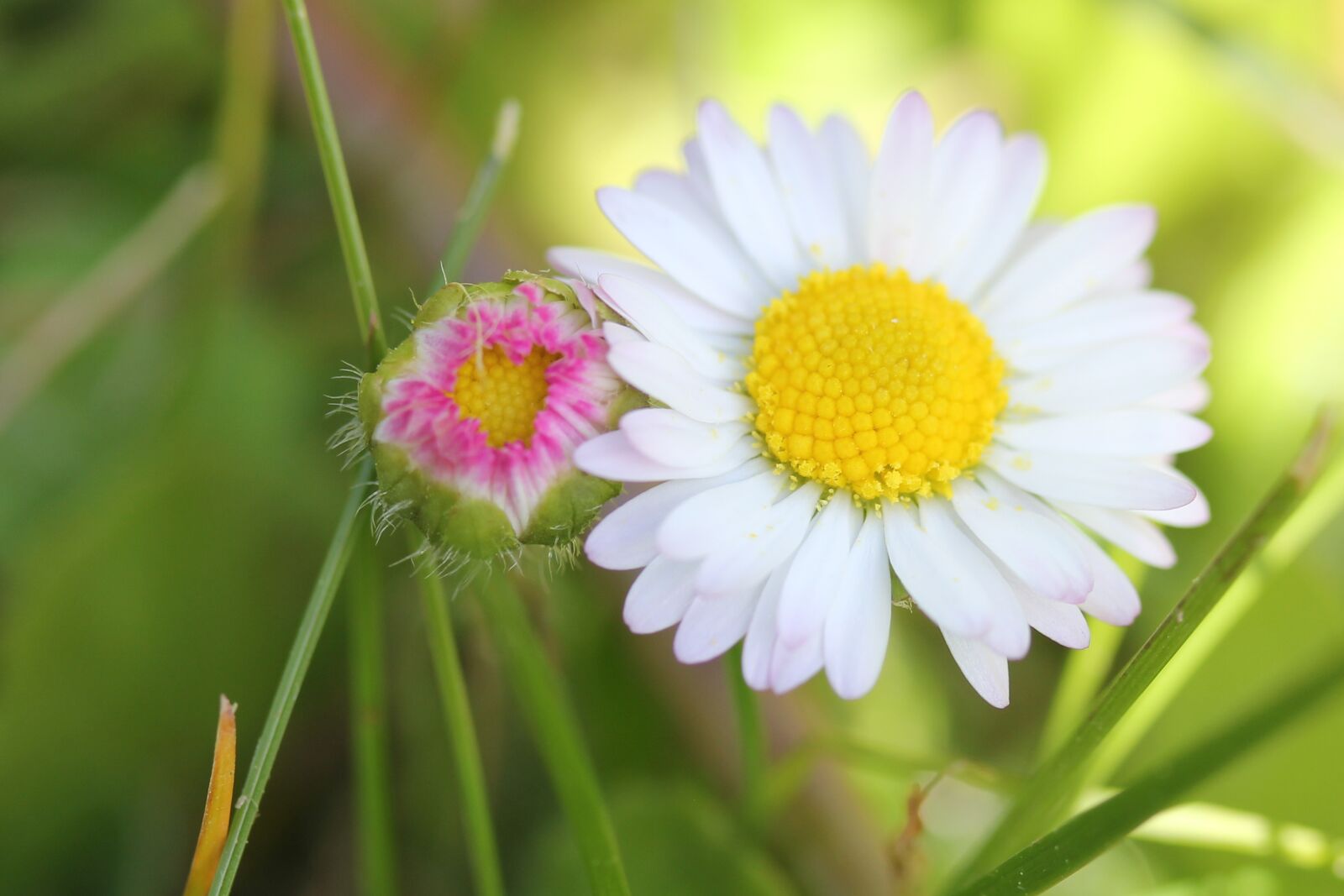 Canon EOS 550D (EOS Rebel T2i / EOS Kiss X4) sample photo. Daisy, flower, young photography