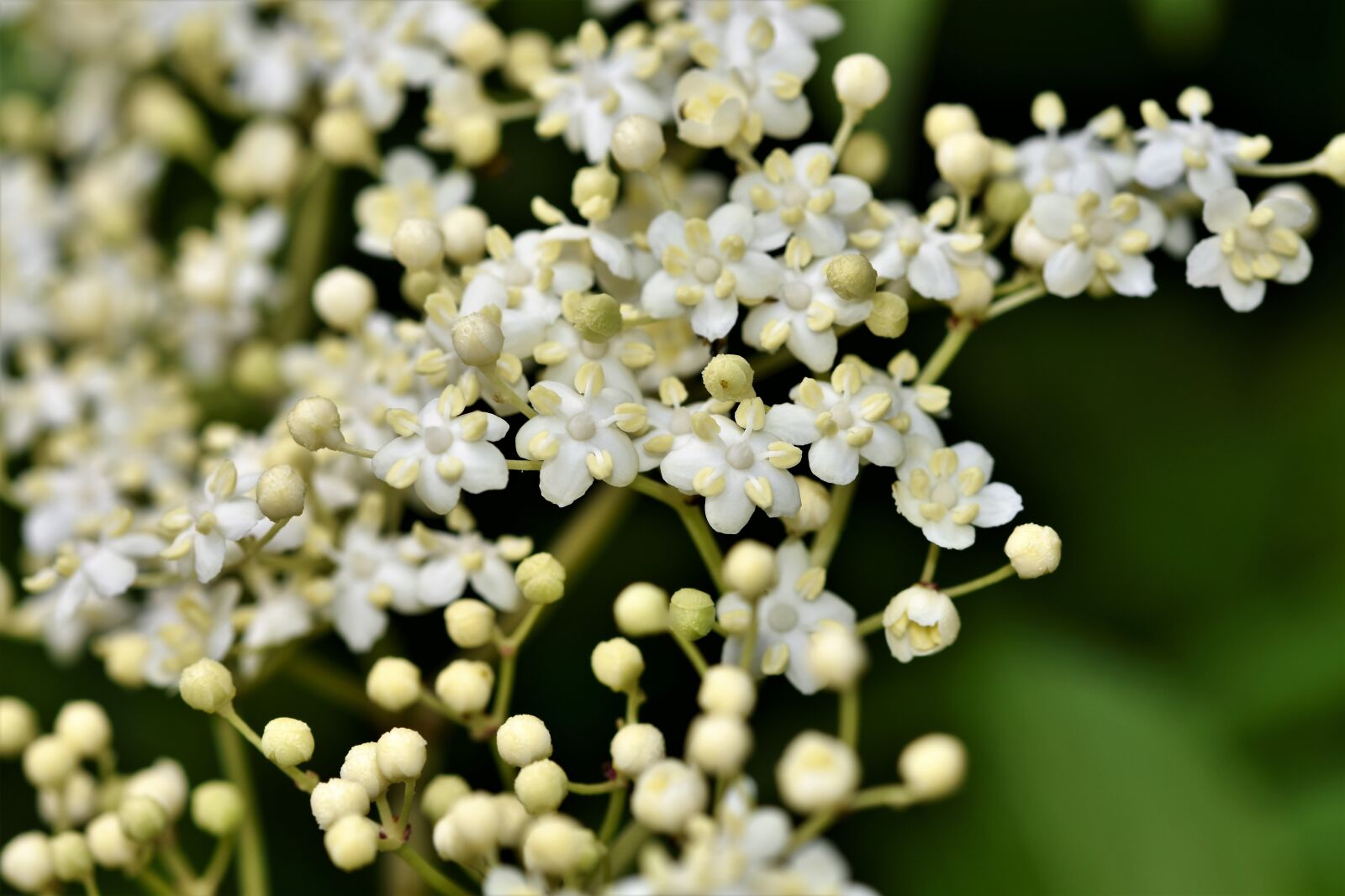 Nikon D7200 sample photo. Elder, elderflower, holder bush photography
