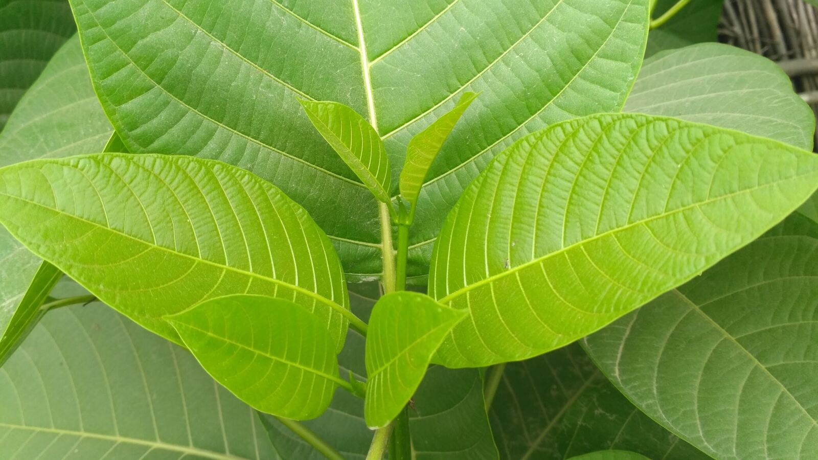 Xiaomi Redmi 3S sample photo. Green flowers, green fresh photography