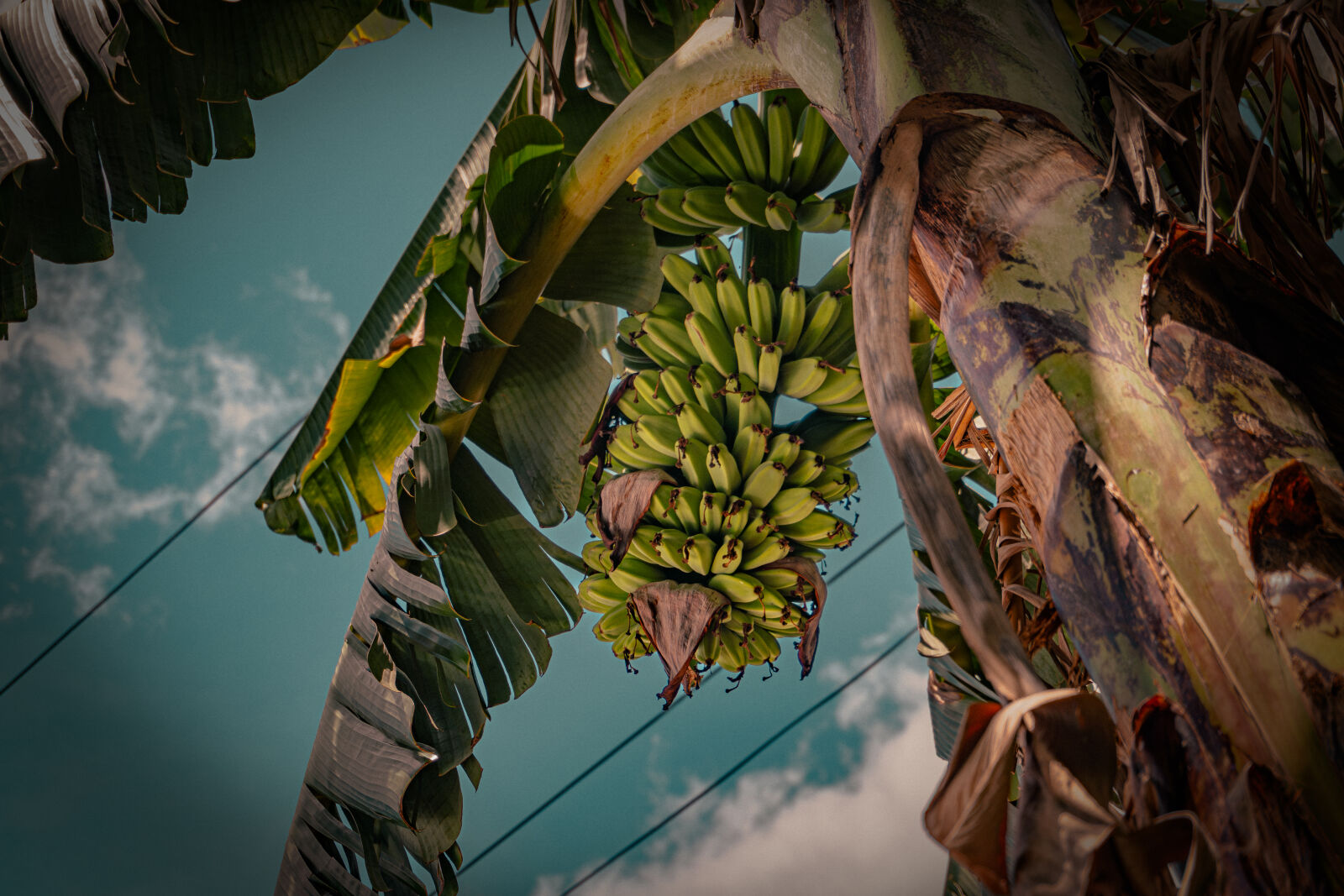 Sony ZV-E10 sample photo. Banana tree photography