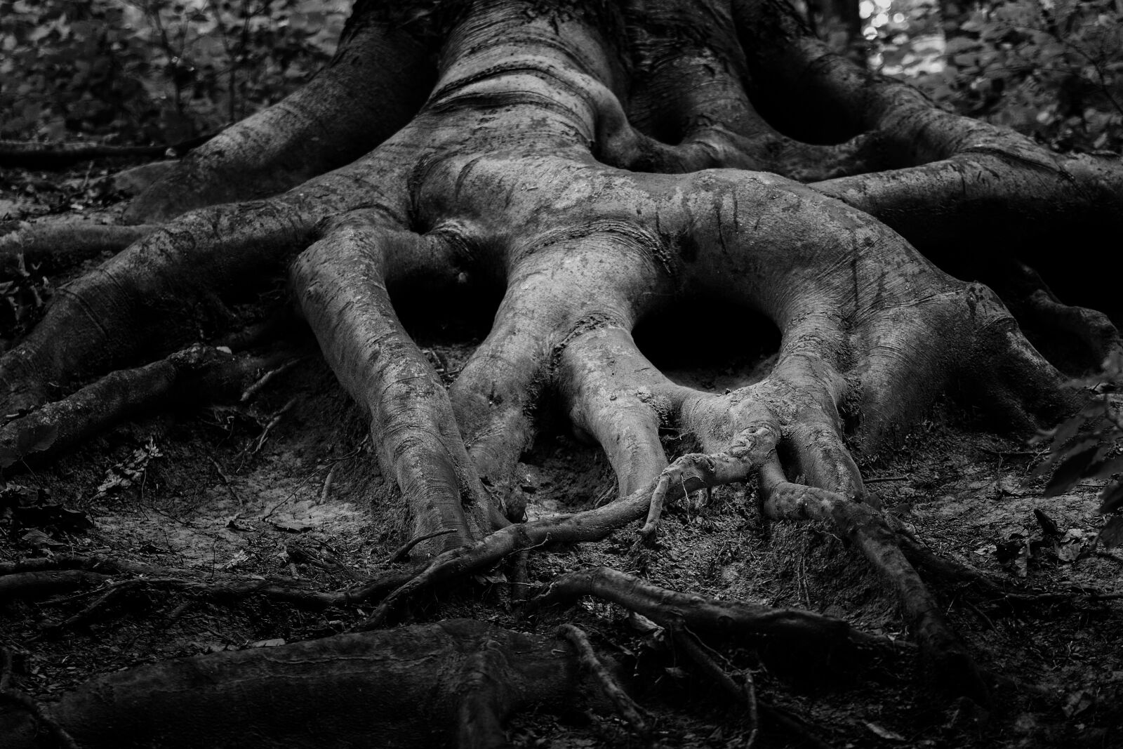 Canon EOS 750D (EOS Rebel T6i / EOS Kiss X8i) sample photo. Tree, root, forrest photography