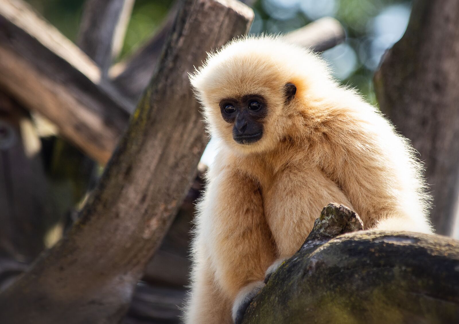 Canon EF 70-300mm F4-5.6 IS USM sample photo. White-handed gibbon, monkey, primate photography