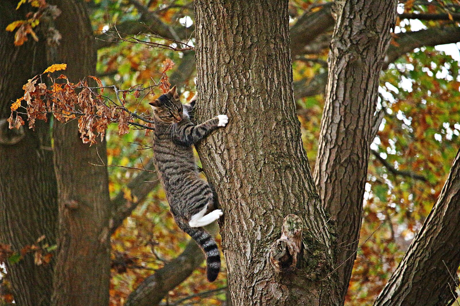 Canon EOS 100D (EOS Rebel SL1 / EOS Kiss X7) sample photo. Cat, kitten, tree photography