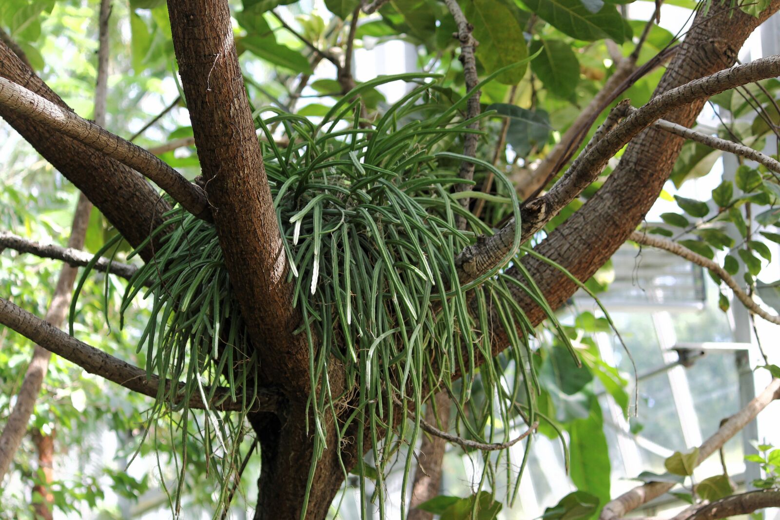 Canon EOS 50D sample photo. Plant, tree photography