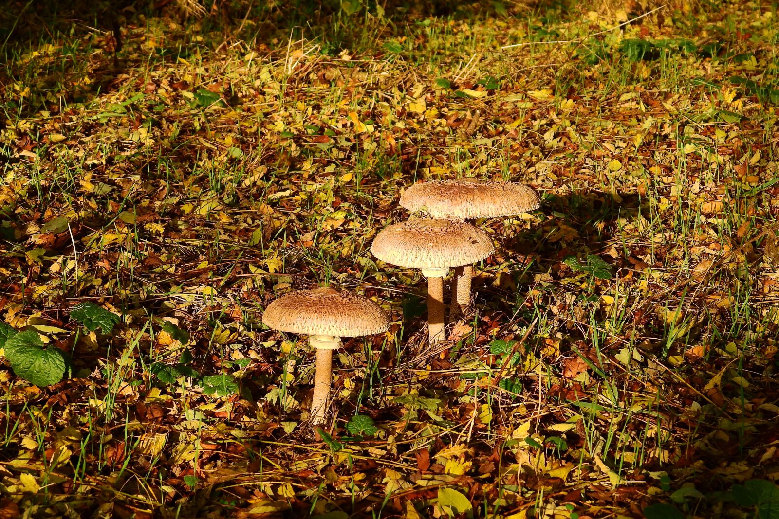 Nikon Coolpix P900 sample photo. Mushrooms, forest, collect photography