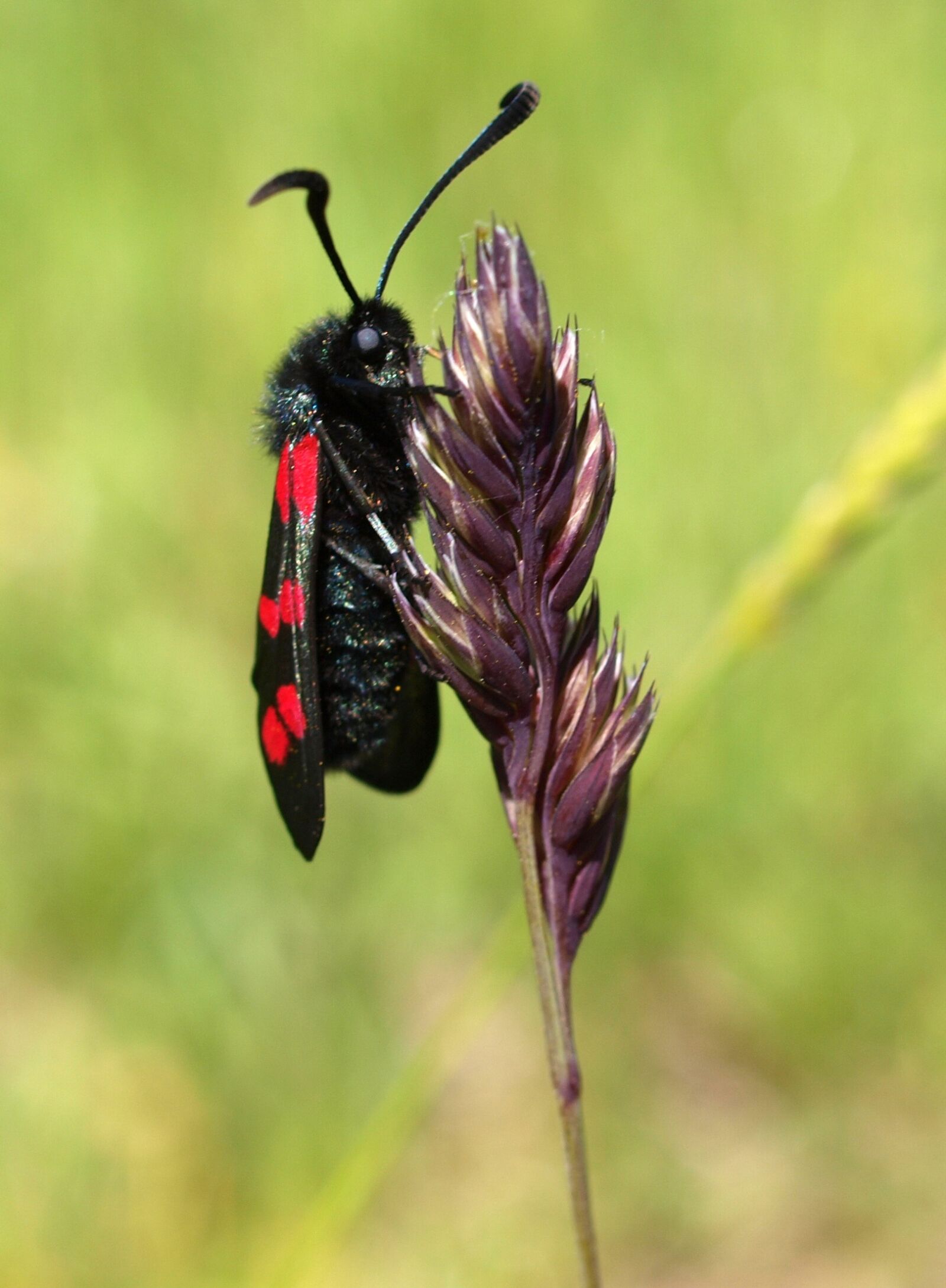 Olympus E-520 (EVOLT E-520) sample photo. Insect, nature, wing photography