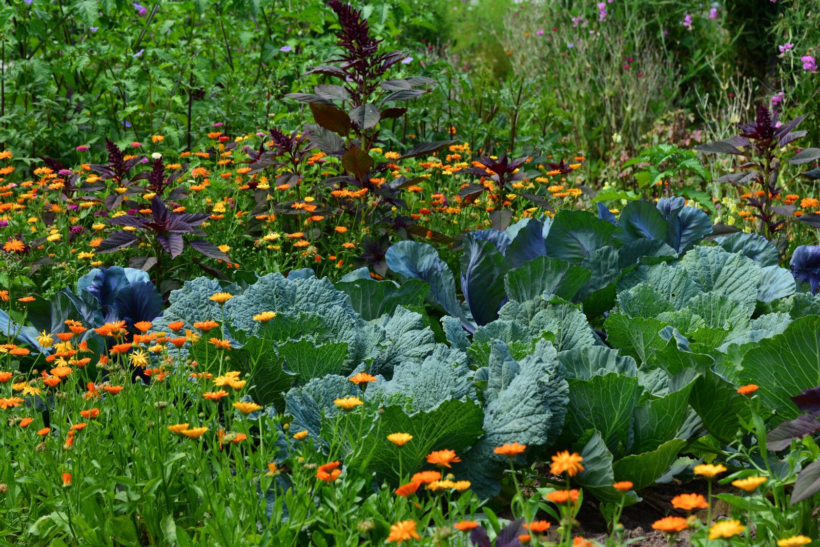 Nikon D5200 sample photo. White cabbage, garden, vegetable photography