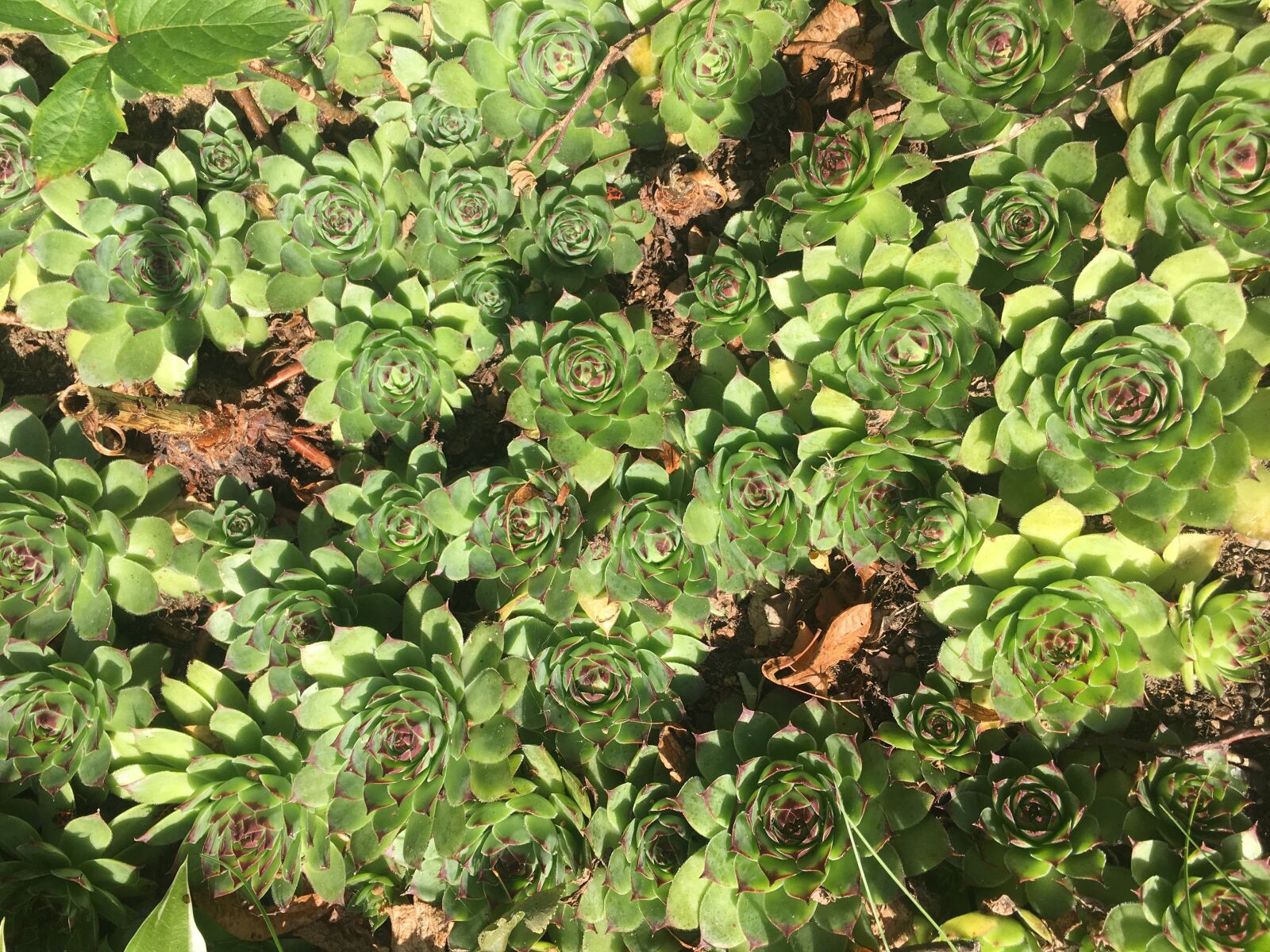 Apple iPhone 6s Plus sample photo. Plant, plants, green photography