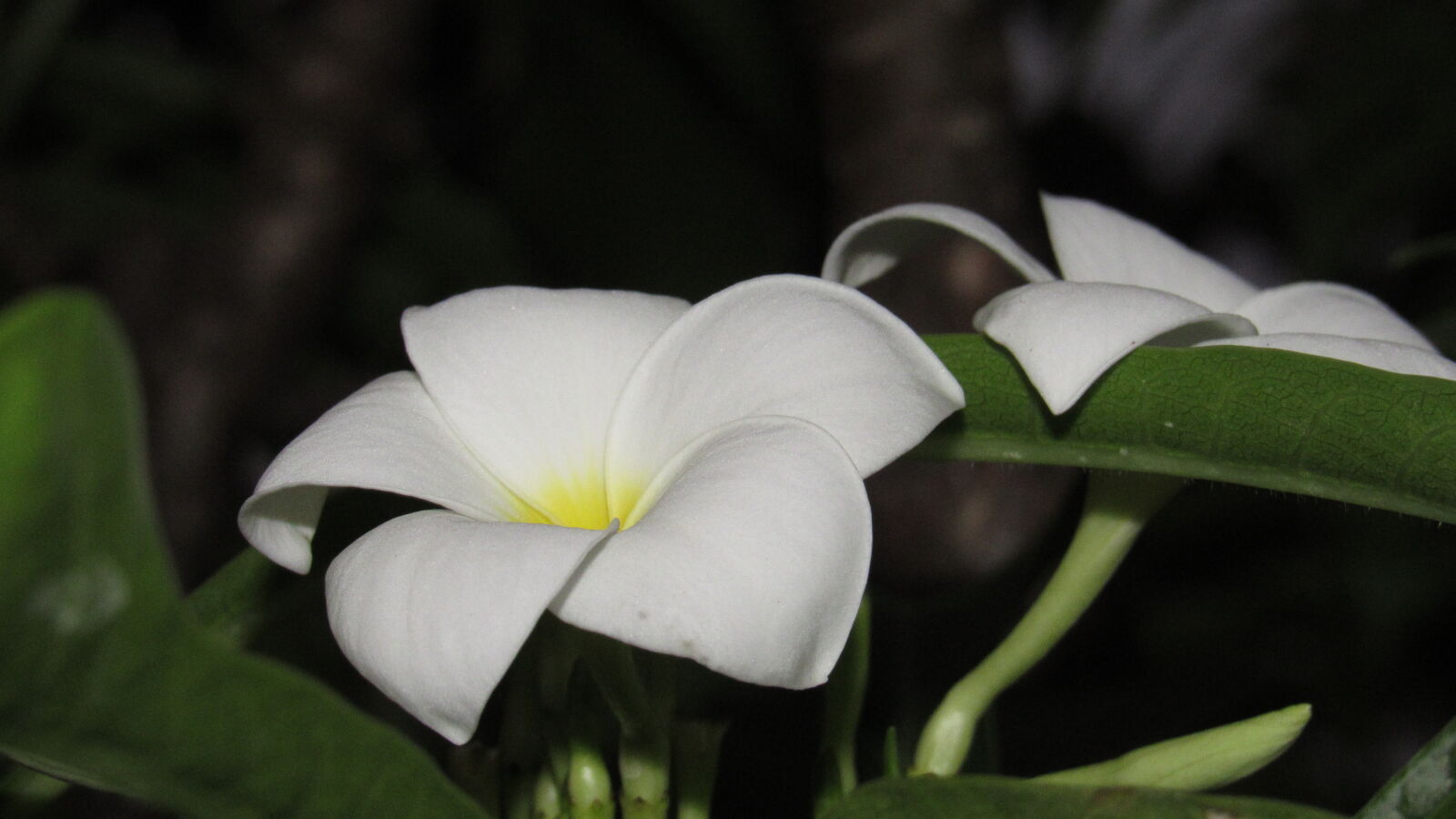 Canon PowerShot SX530 HS sample photo