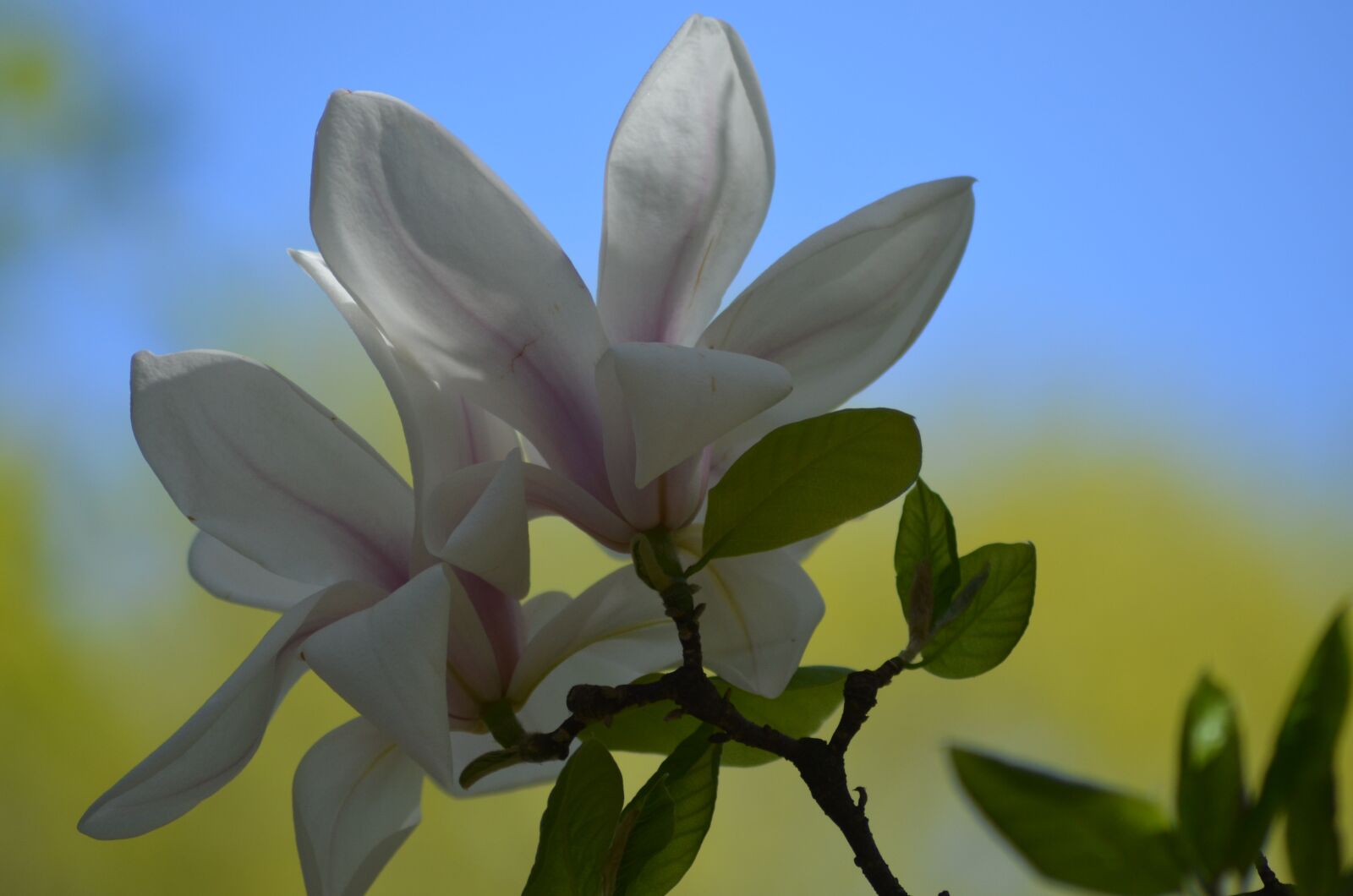 Nikon D5100 sample photo. Flowers, blossom, bloom photography