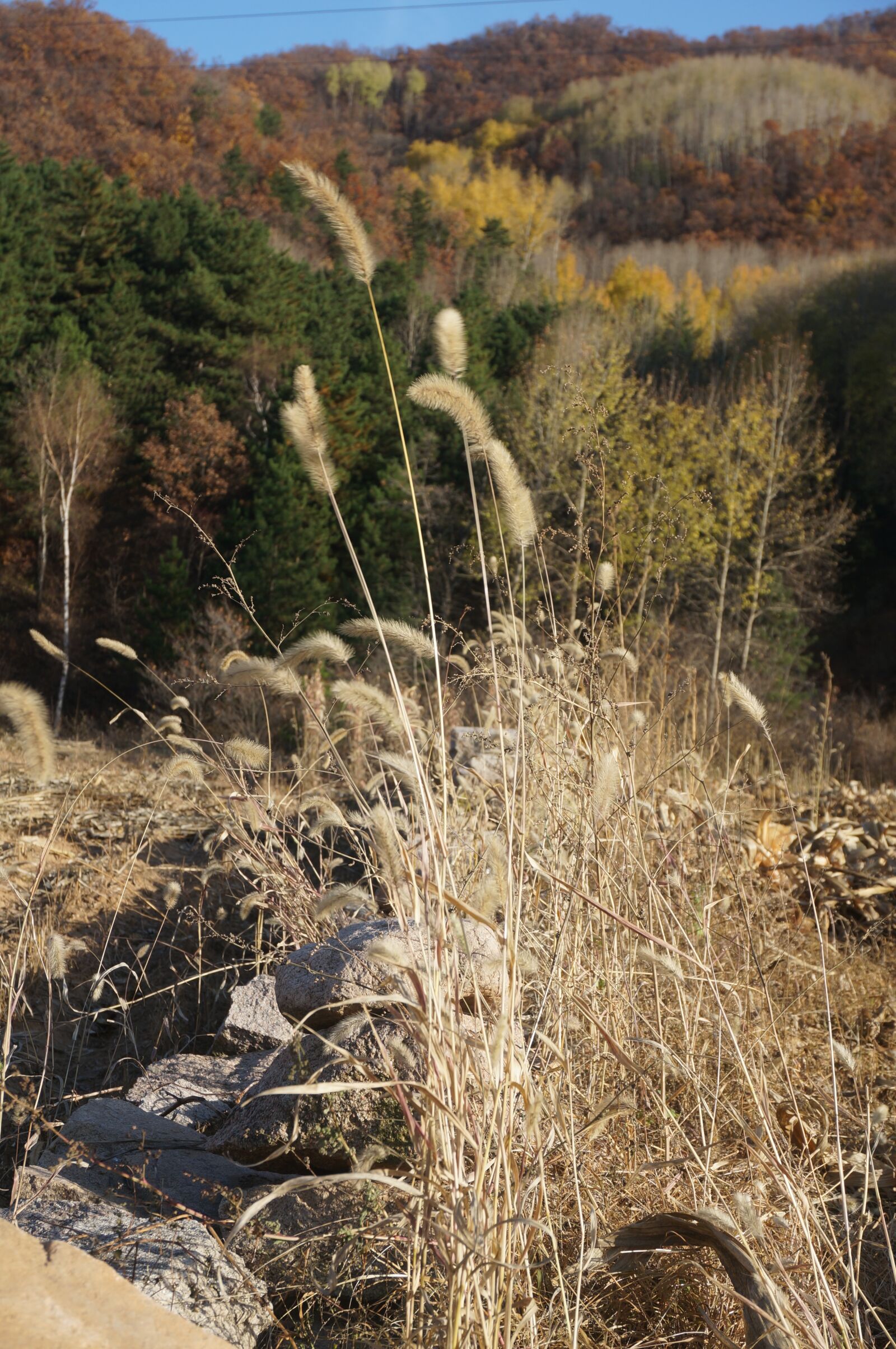 Sony Alpha NEX-5T sample photo. Autumn, straw, the scenery photography