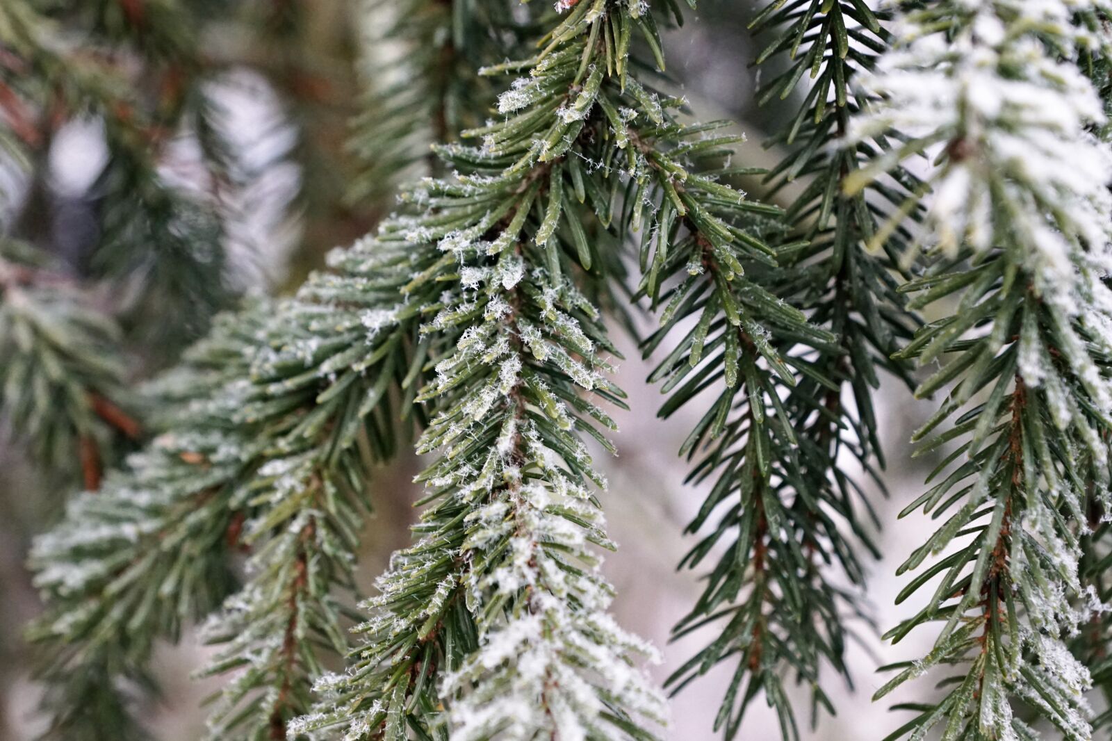 Sony ILCA-77M2 + Sony DT 16-50mm F2.8 SSM sample photo. Tree, winter, nature photography