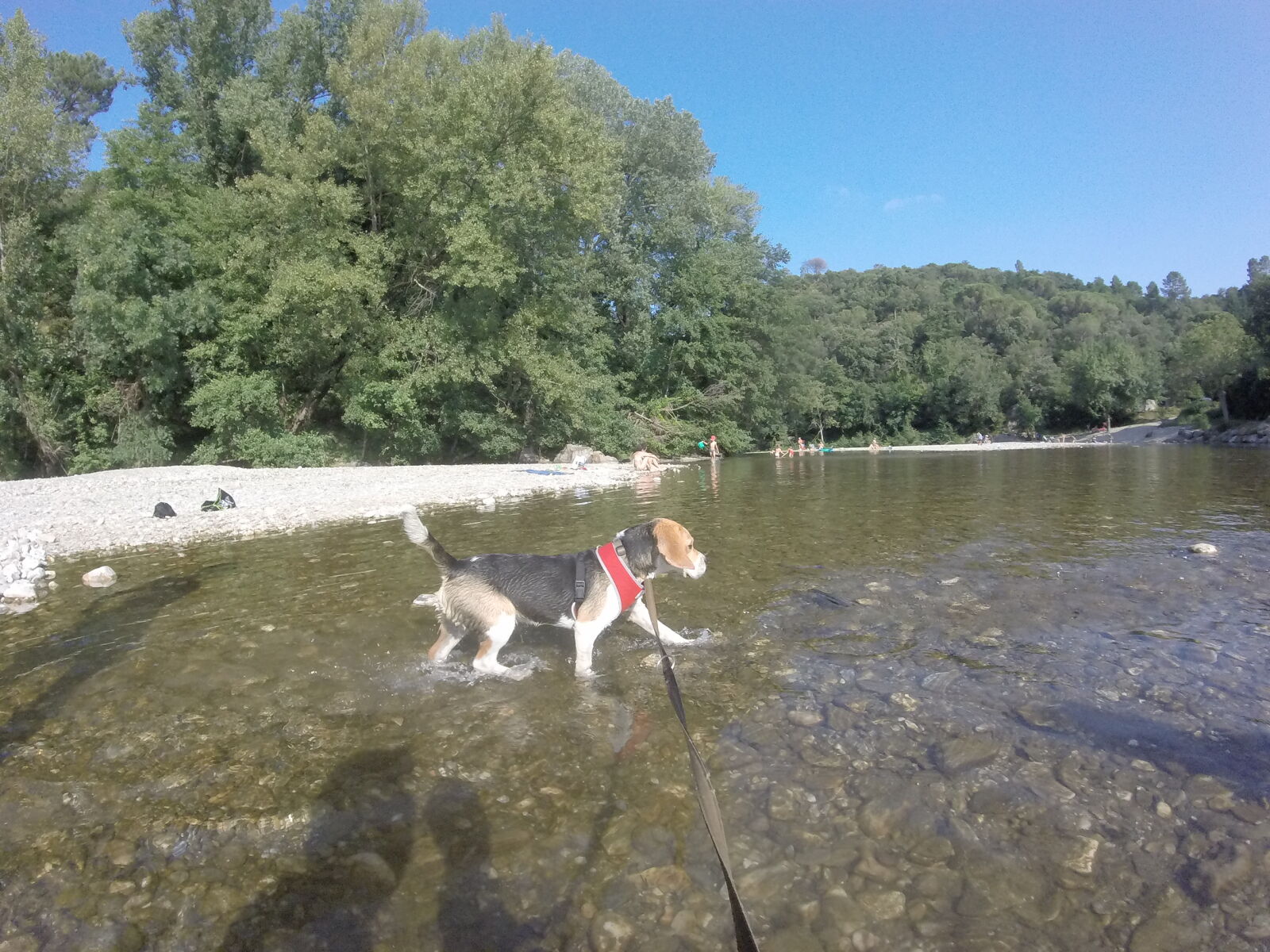 GoPro HERO sample photo. Beagle, cute, france, water photography