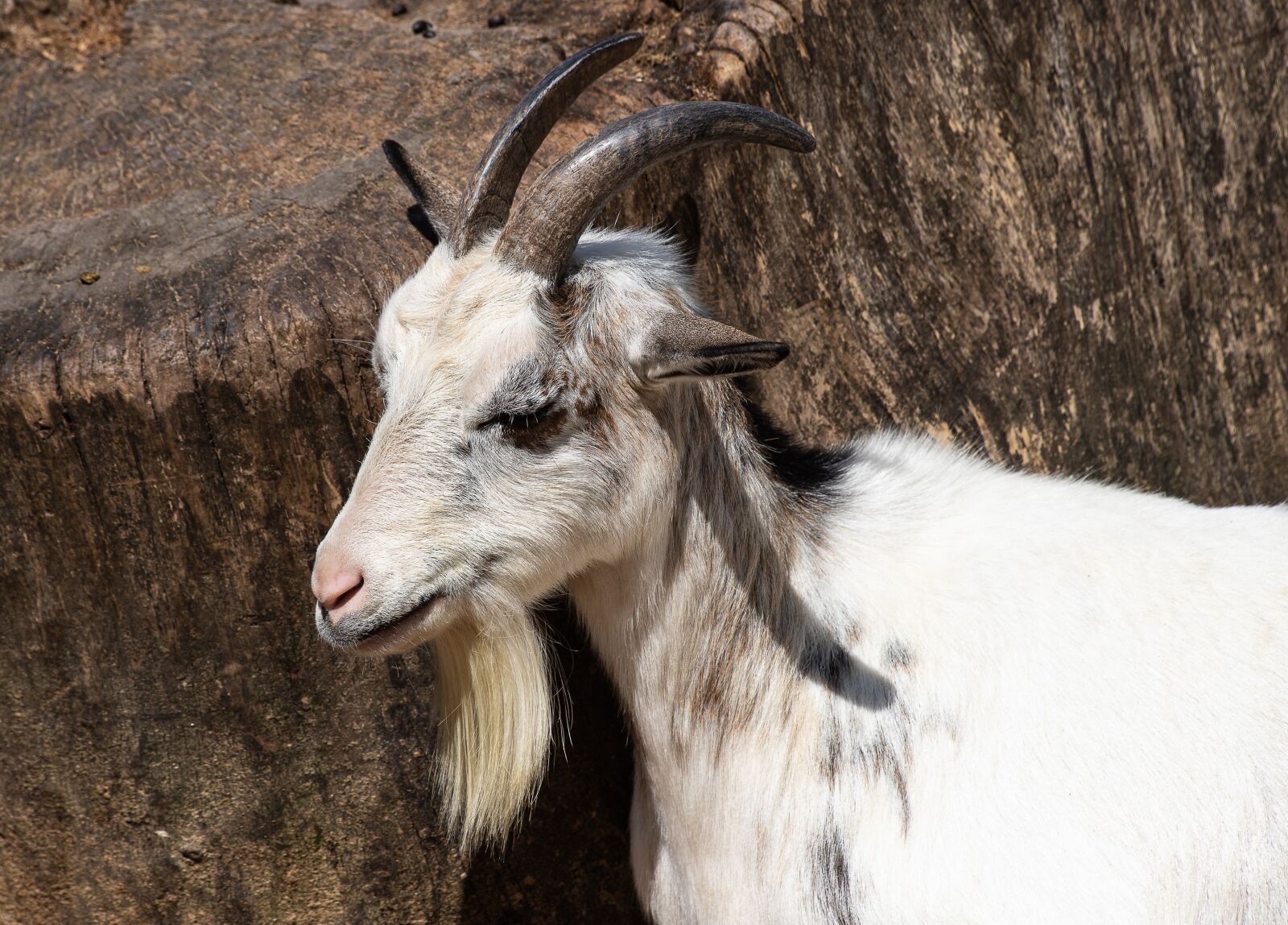 Canon EOS 6D Mark II sample photo. Goat, mammal, animal photography