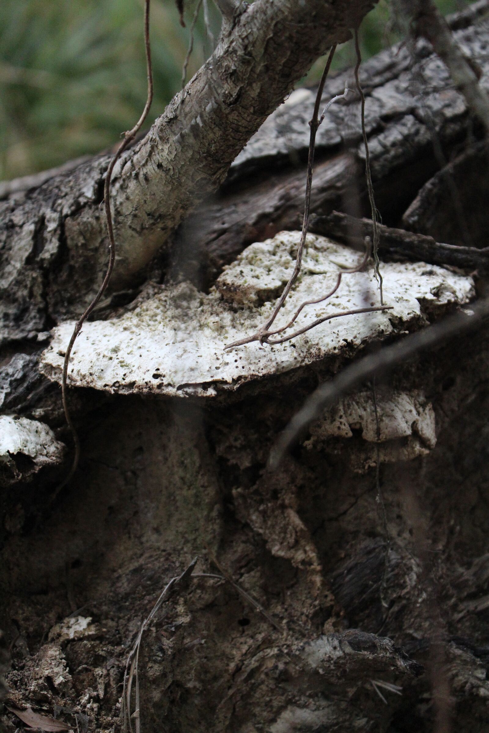 Canon EOS 650D (EOS Rebel T4i / EOS Kiss X6i) sample photo. Mushroom, fungus, plant photography