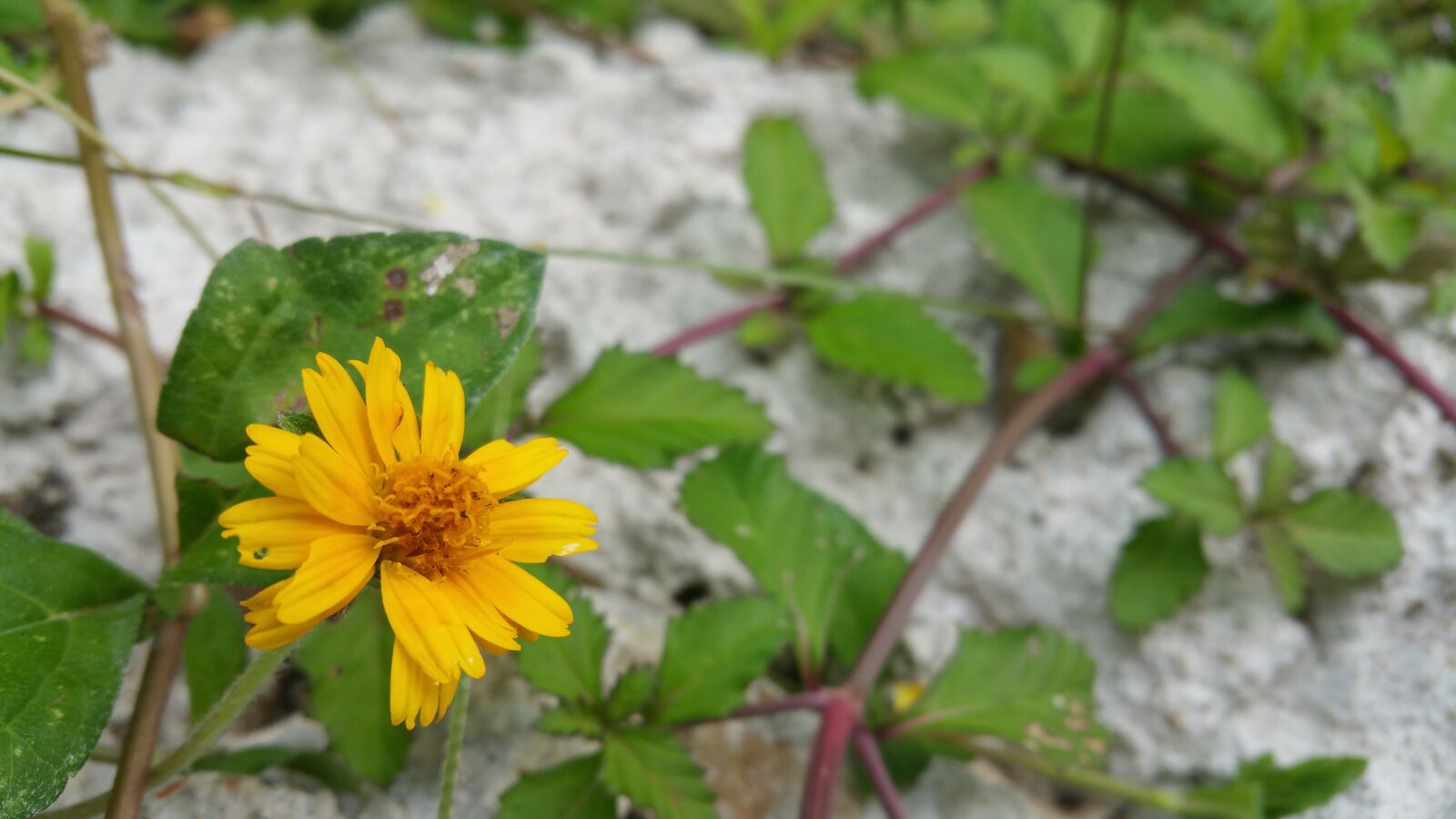 Samsung Galaxy Note4 sample photo. Wild flower, yellow flower photography