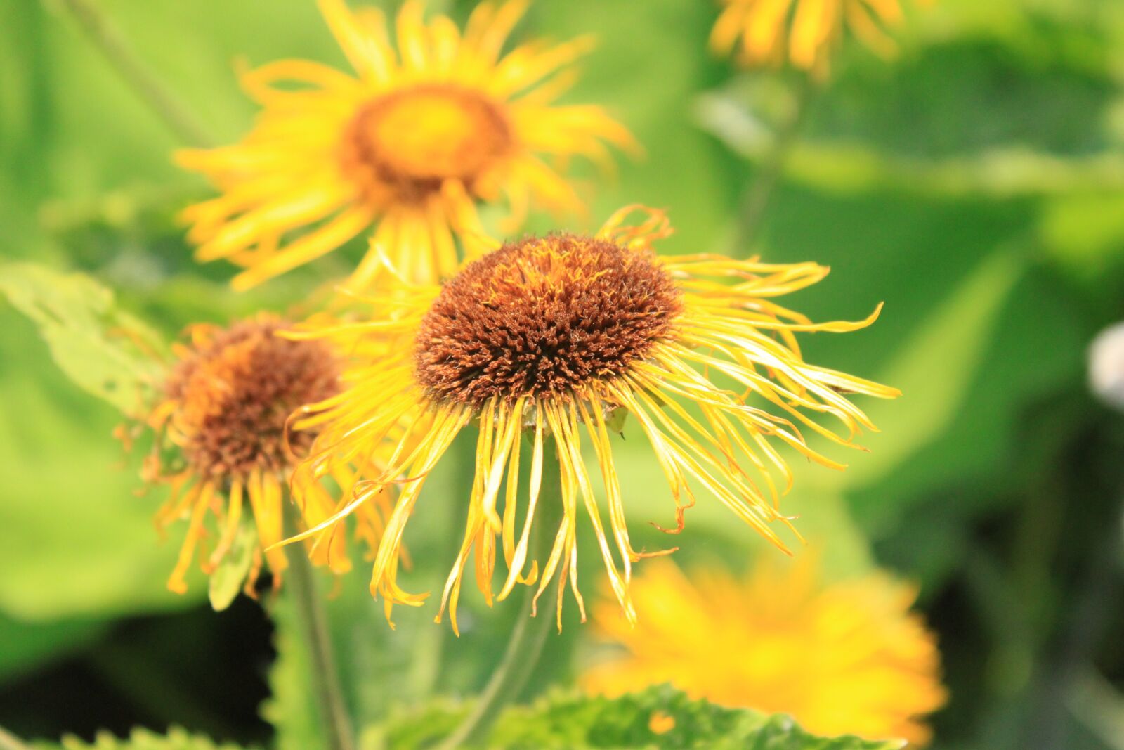 Canon EOS 500D (EOS Rebel T1i / EOS Kiss X3) sample photo. Telekia, flowers, asteraceae photography