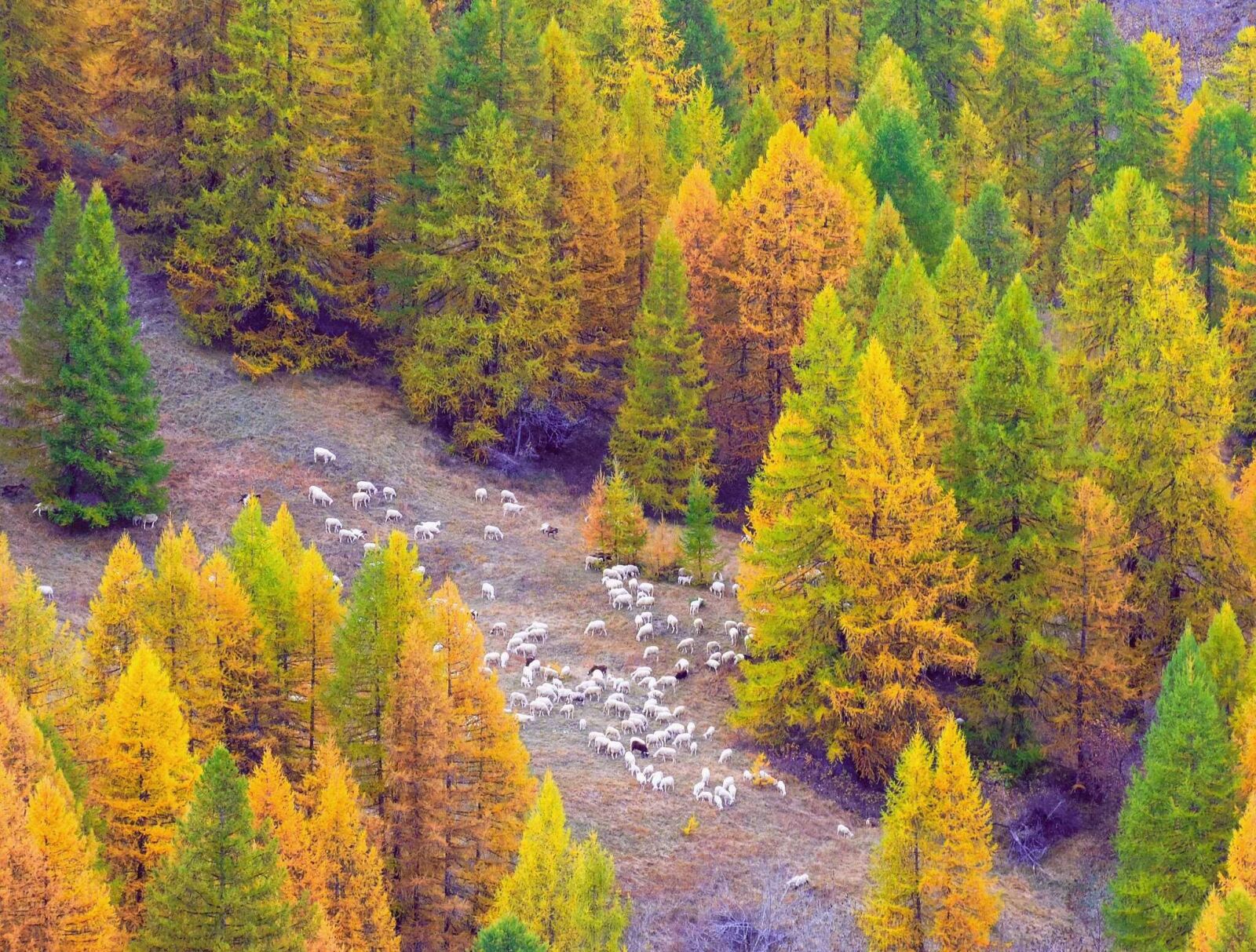 Nikon Coolpix P520 sample photo. Autumn, argentera valley, piemonte photography
