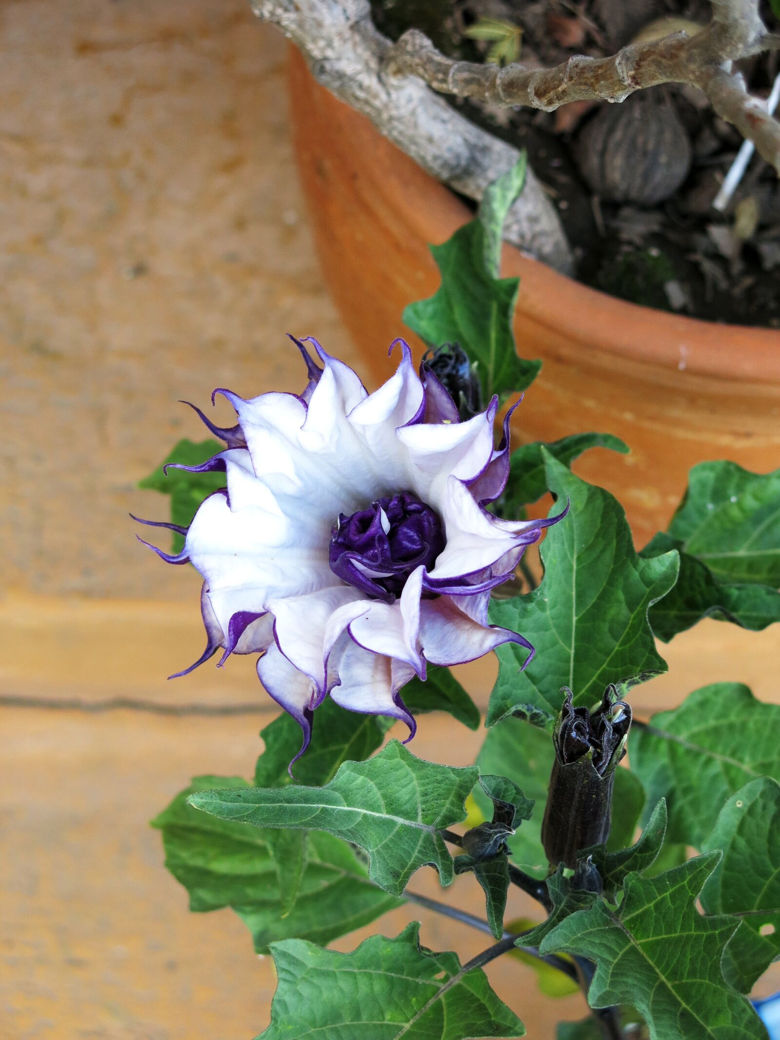 Canon PowerShot G15 sample photo. Flower, nature, blooming photography