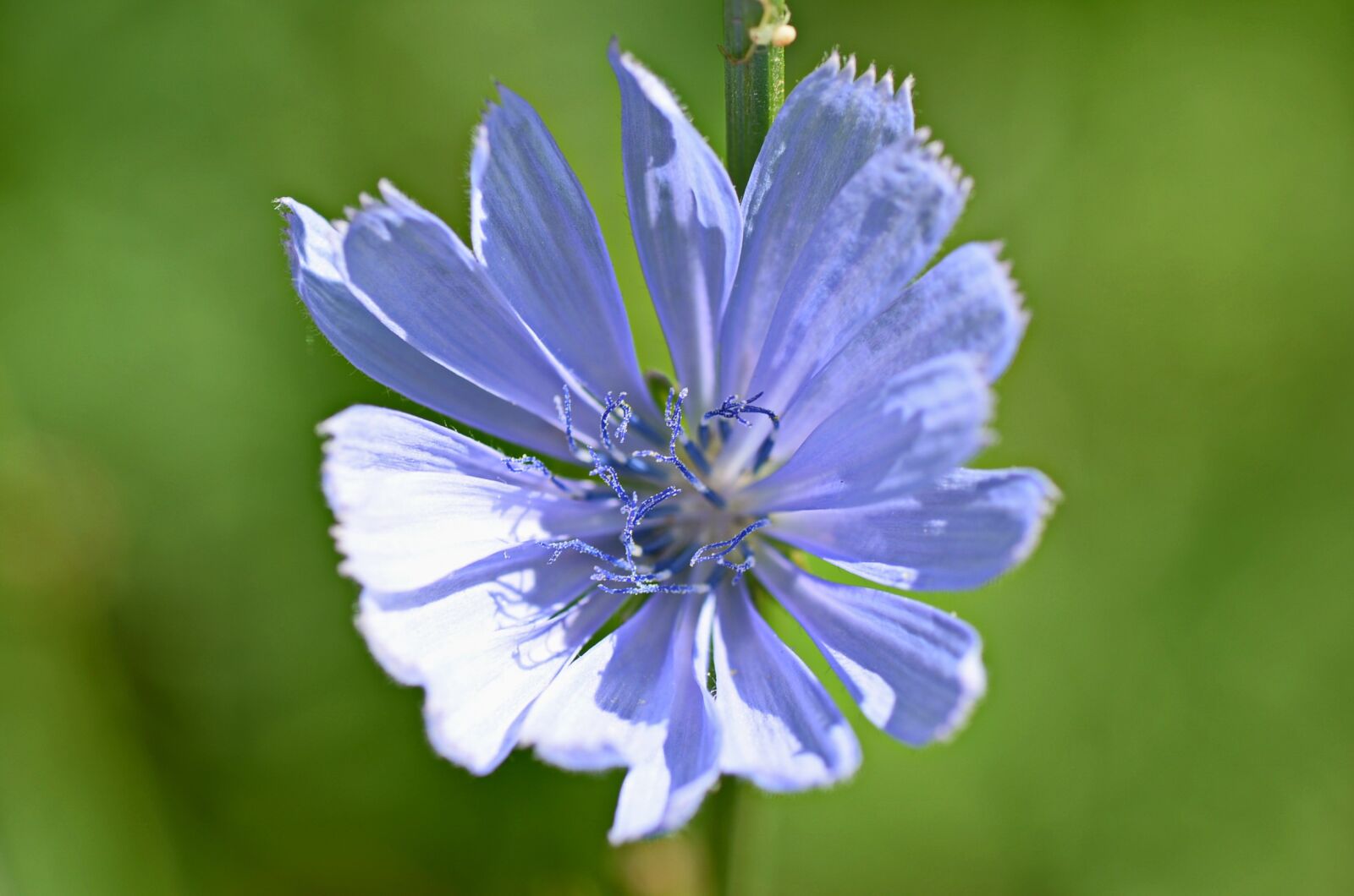 Nikon D5100 sample photo. Flower, colors, colorful photography
