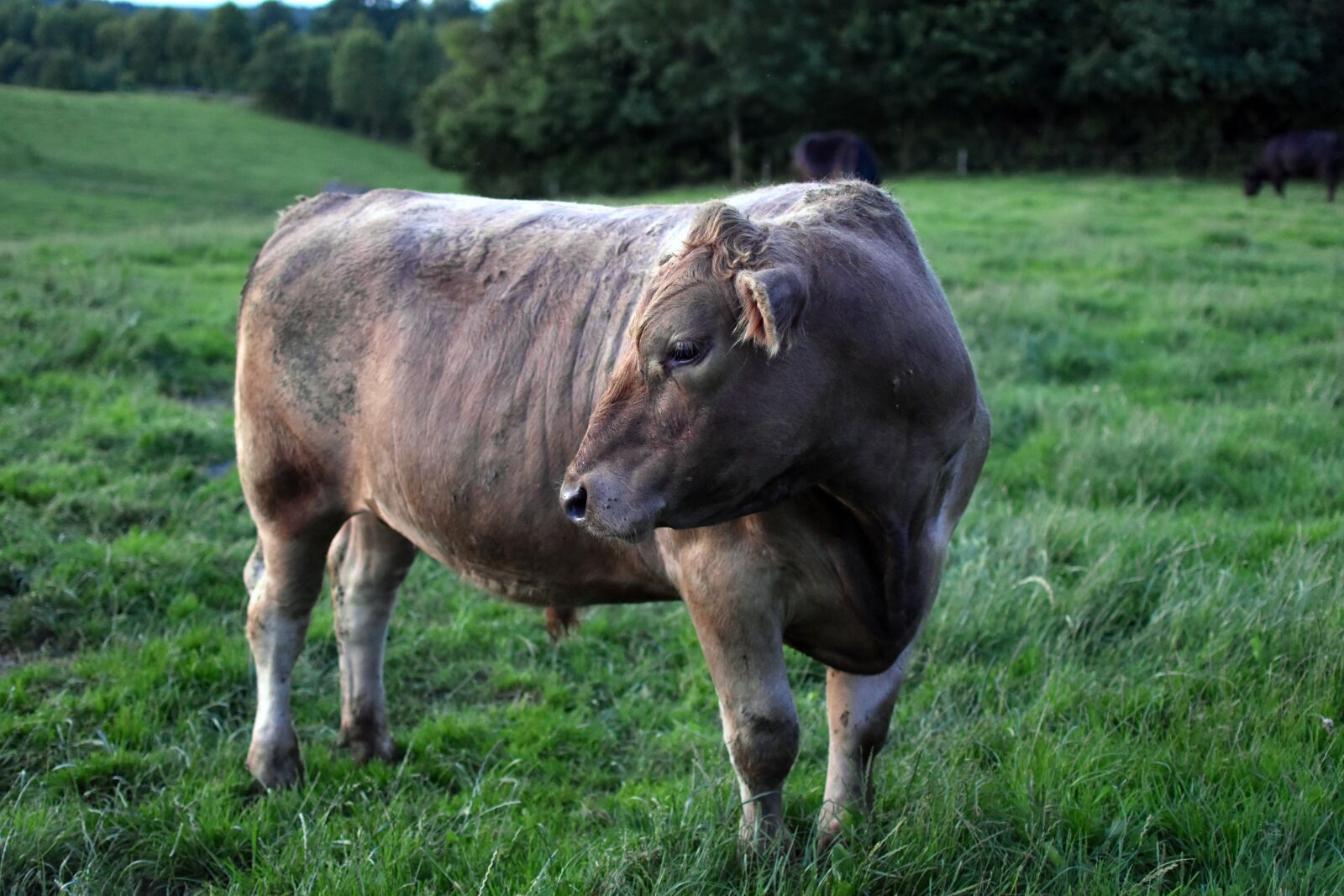 Nikon D3500 sample photo. German angus cattle, pasture photography