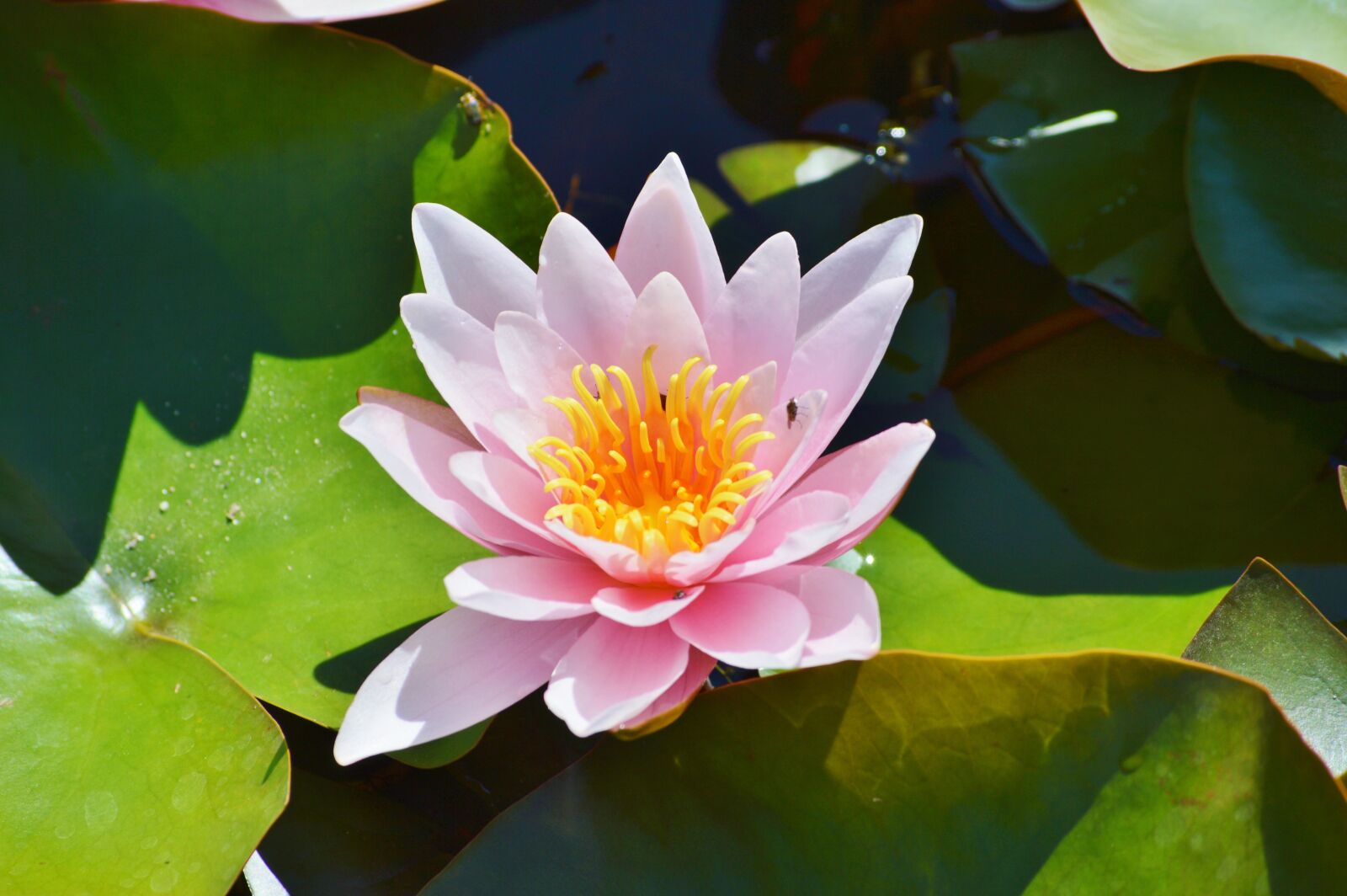 Nikon D3200 sample photo. Water lily, rose, flower photography