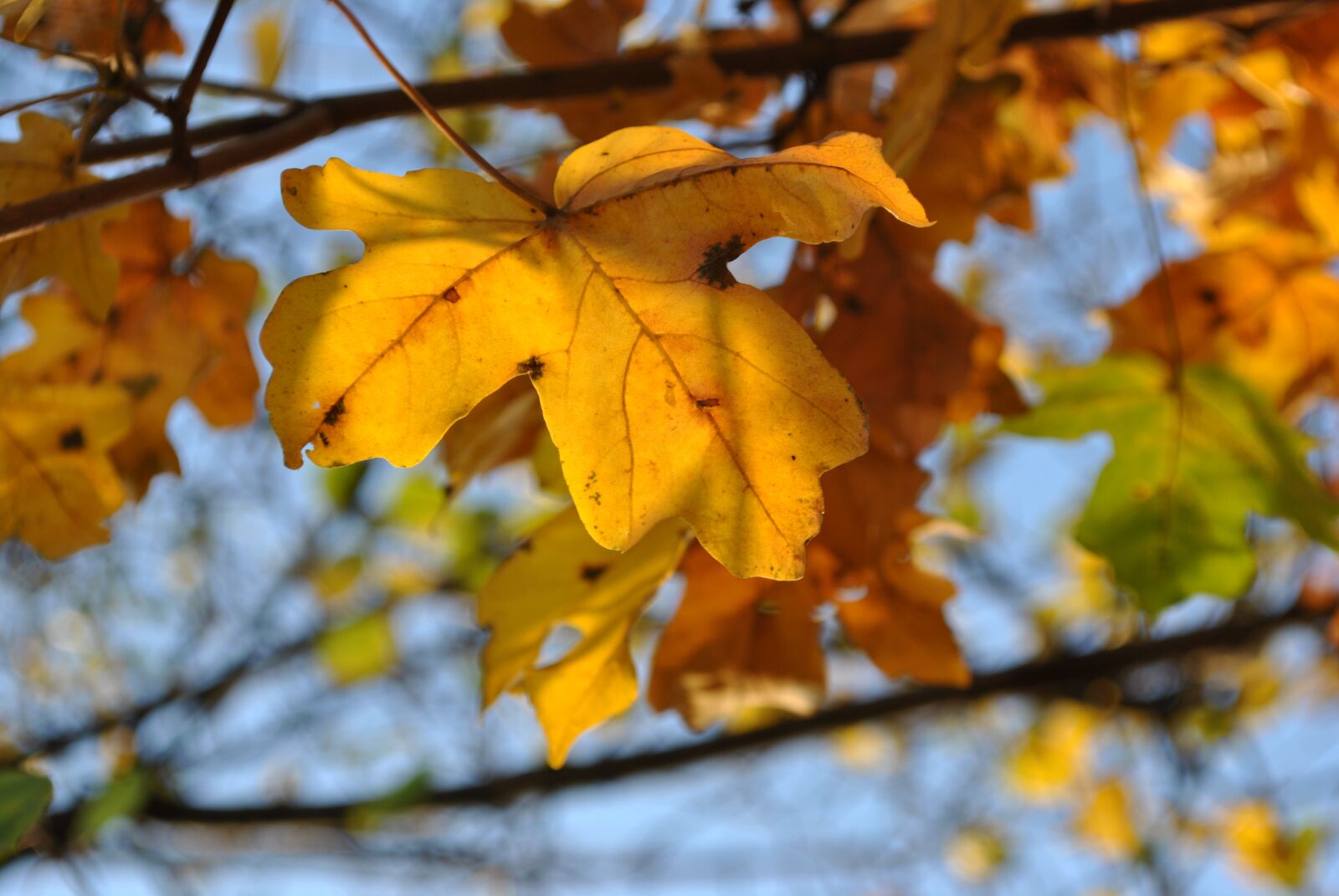 Nikon D3000 sample photo. Autumn, sunlight, nature photography