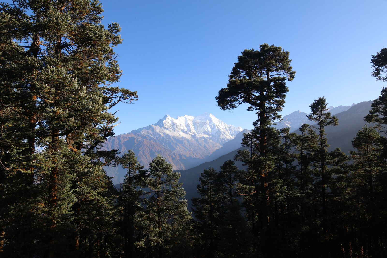 Canon EOS 80D sample photo. Mountain, forest, langtang photography
