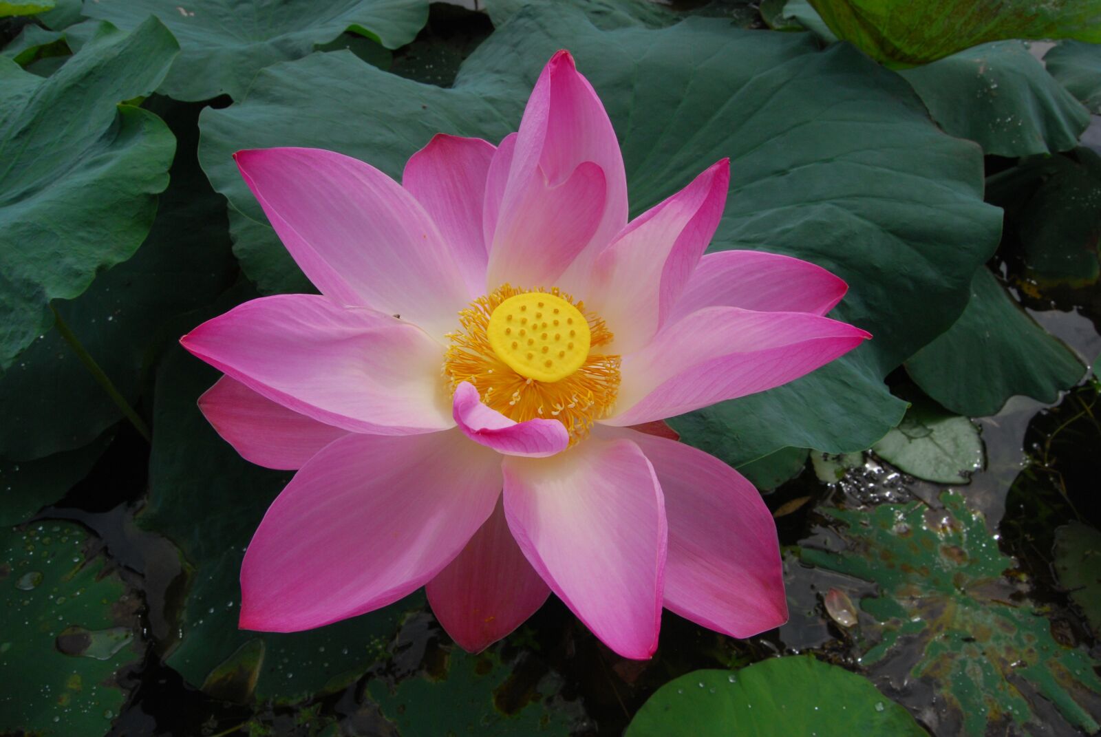 Nikon D40X sample photo. Flowers, landscapes, lotus flowers photography