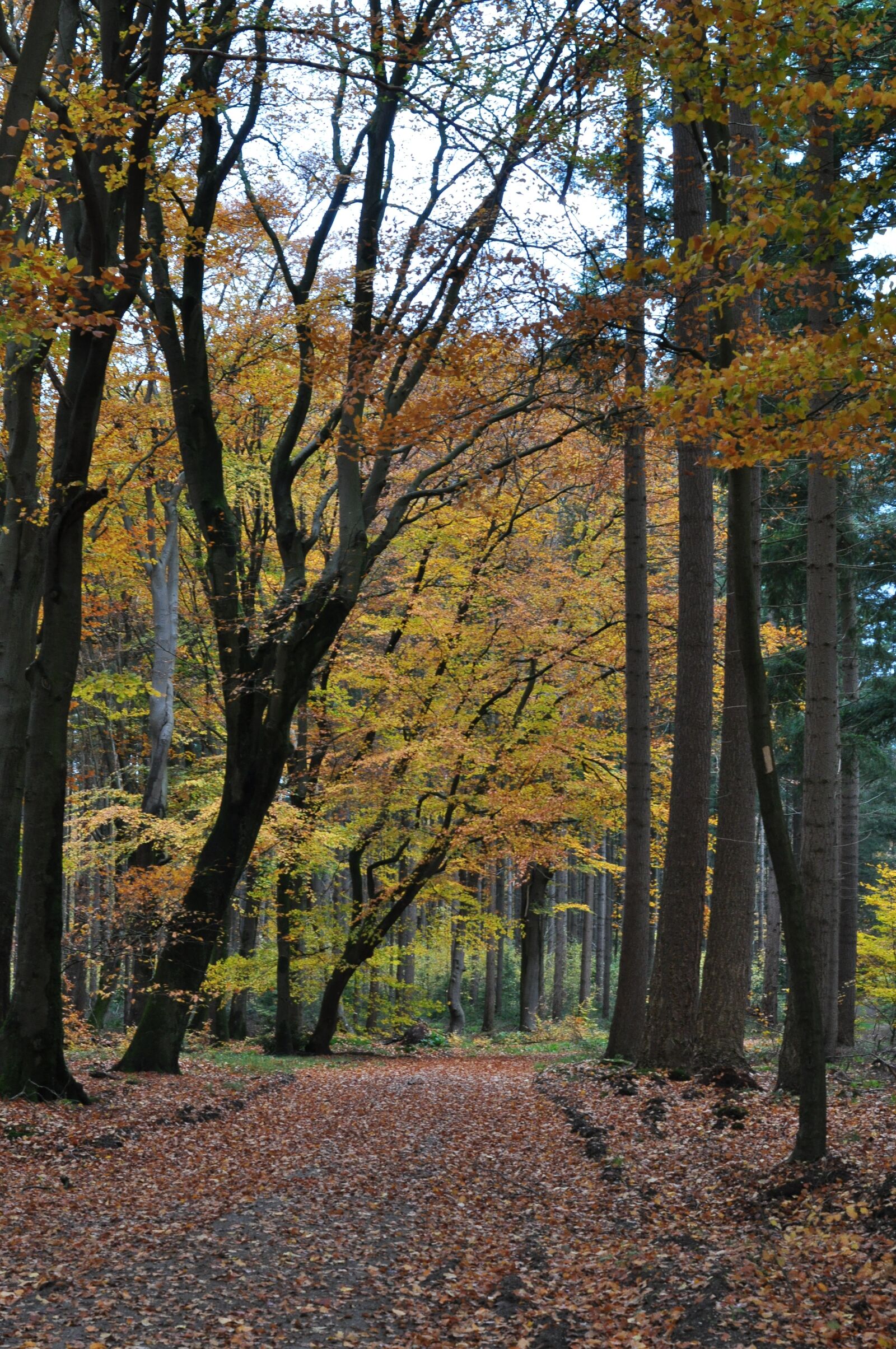 Nikon D5000 sample photo. Dutch, trees, autumn photography