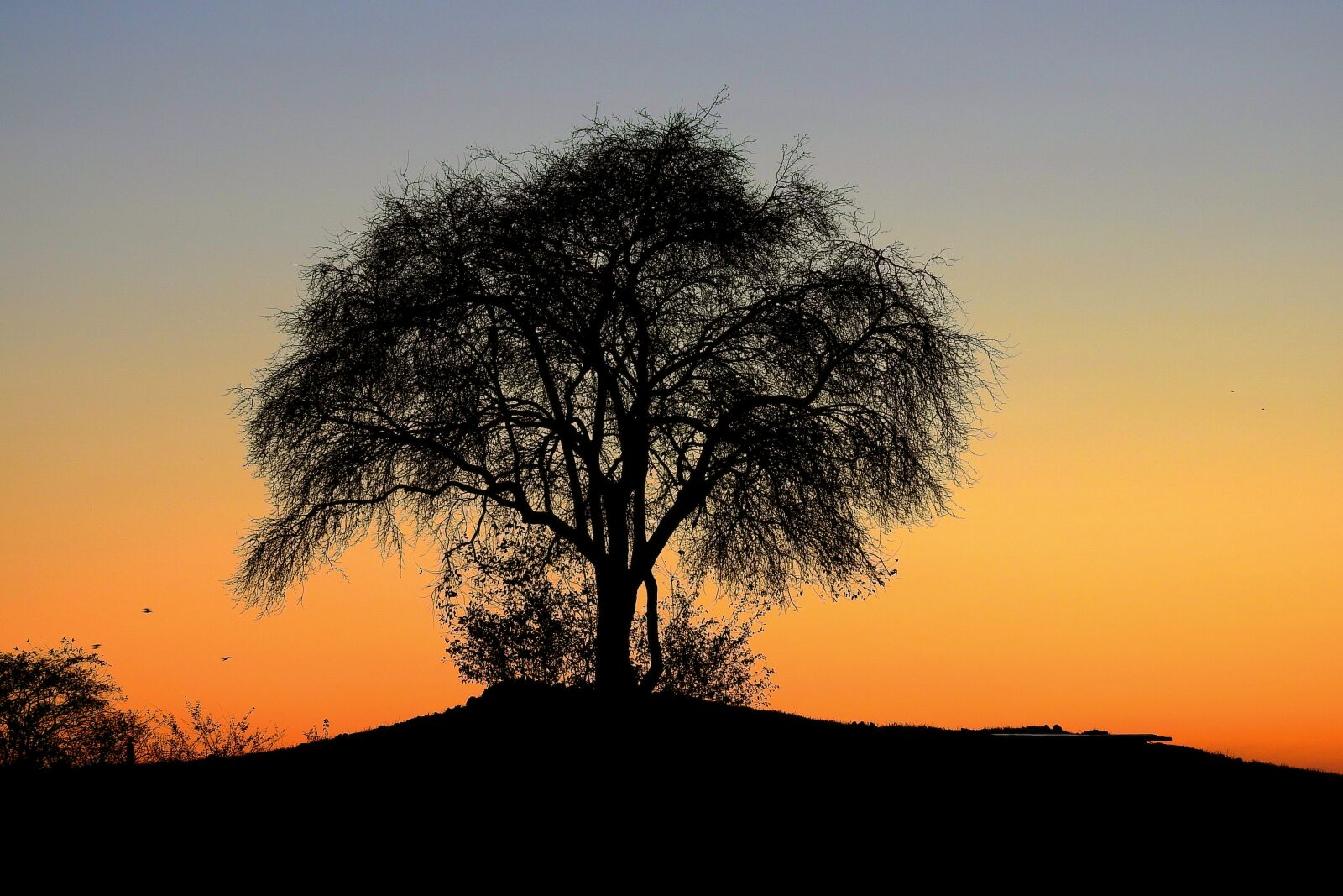 Nikon Coolpix P900 sample photo. Sunset, tree, in the photography