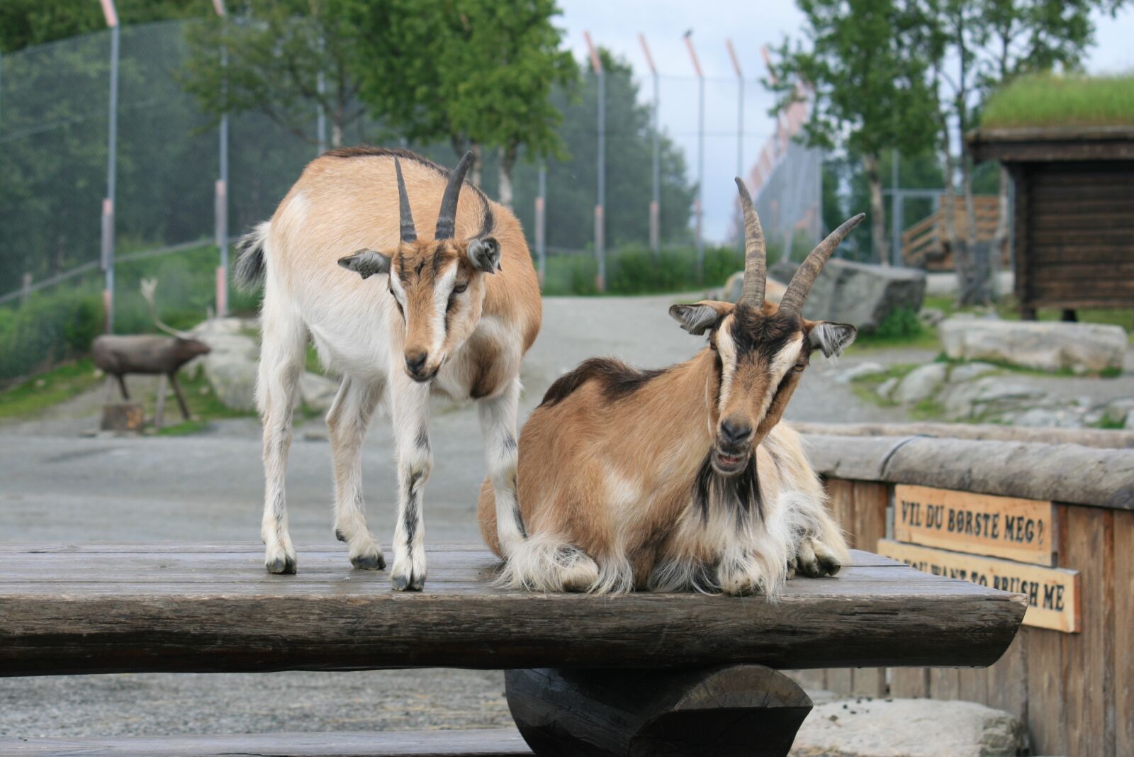 Canon EOS 400D (EOS Digital Rebel XTi / EOS Kiss Digital X) sample photo. Goat, nature, farm photography