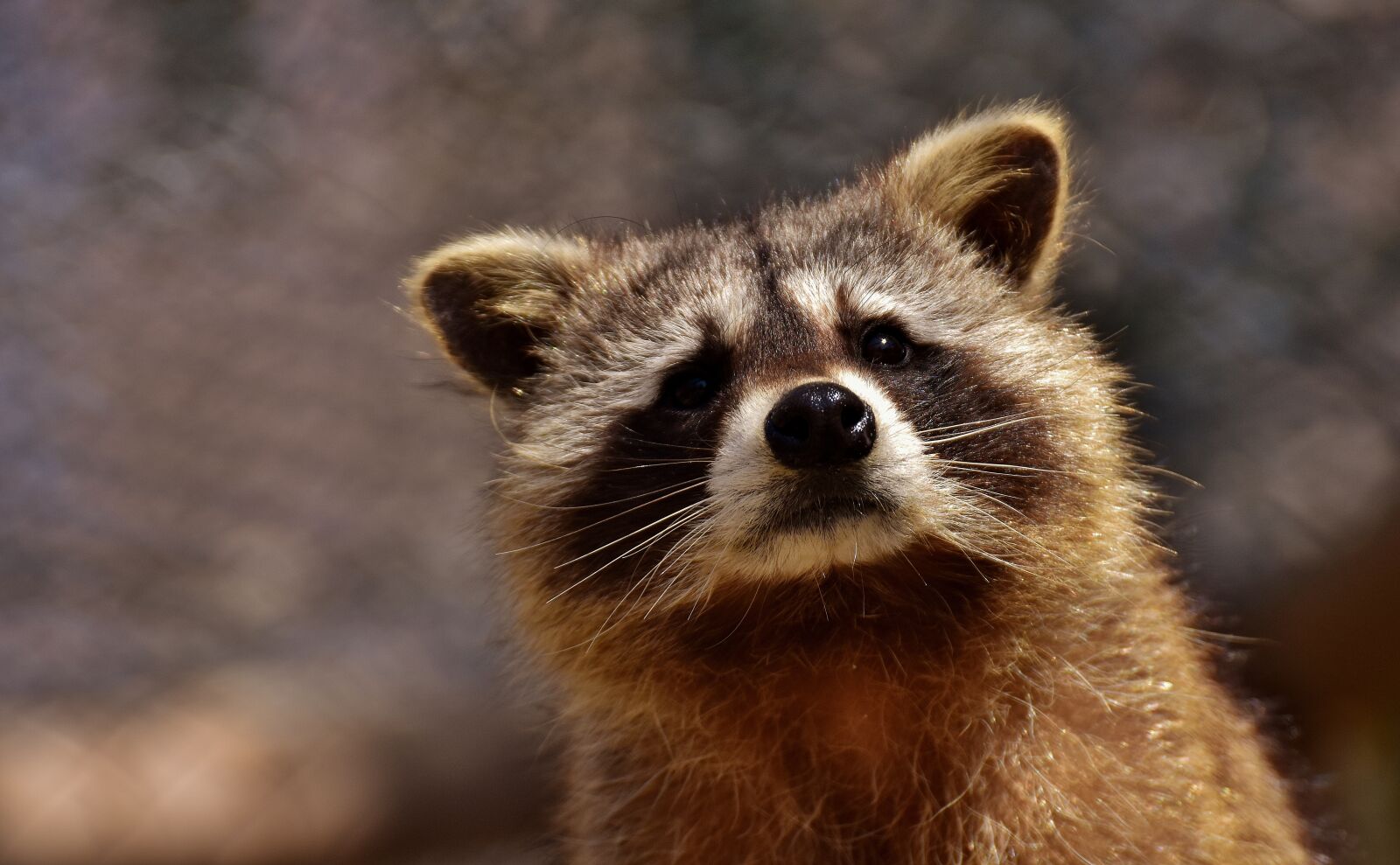 Nikon D7200 sample photo. Raccoon, wild animal, furry photography