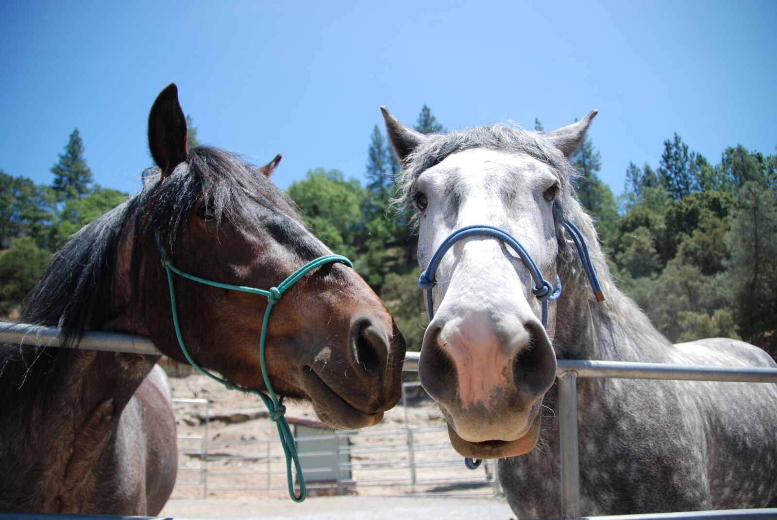 Nikon D60 sample photo. Horses, animals, brown horse photography