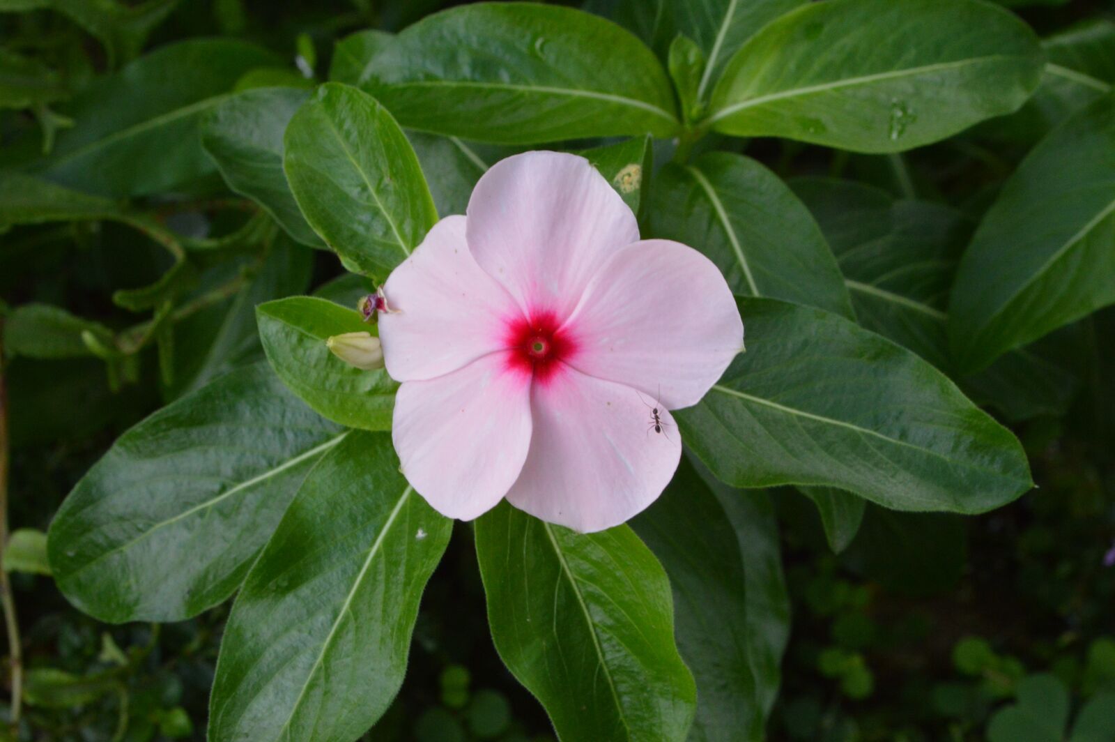 Nikon D3200 sample photo. Flowers, nature, petals photography
