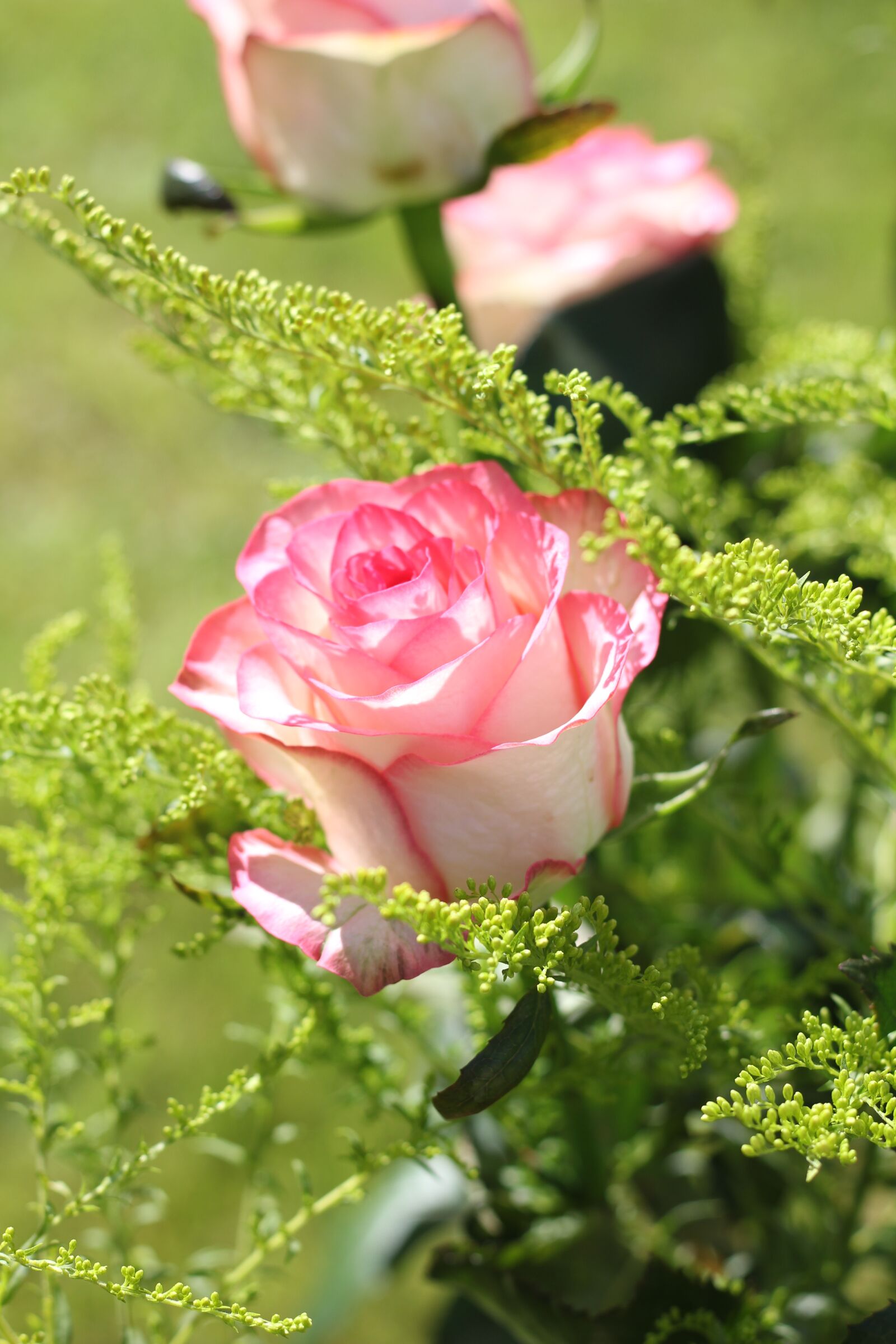 Canon EOS 550D (EOS Rebel T2i / EOS Kiss X4) sample photo. Rose, blossom, bloom photography