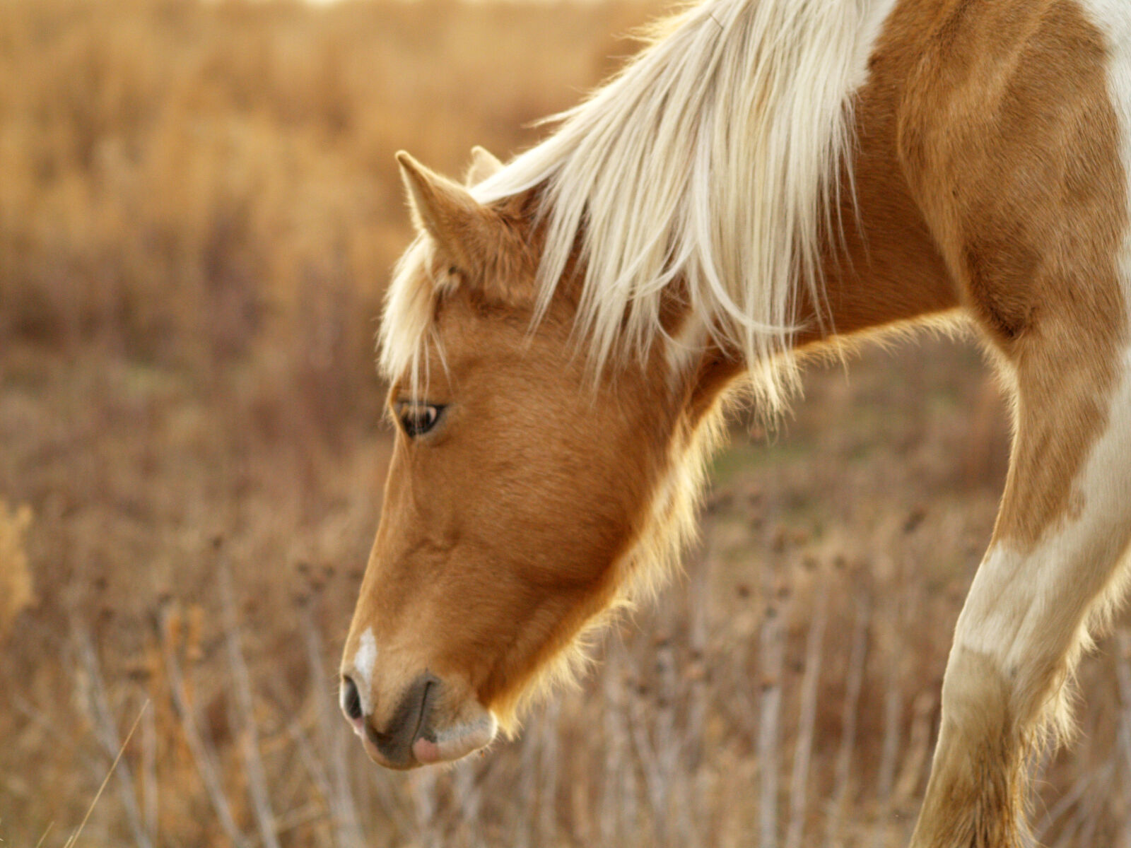Olympus E-500 (EVOLT E-500) sample photo. Animals, horse, grazing, pony photography