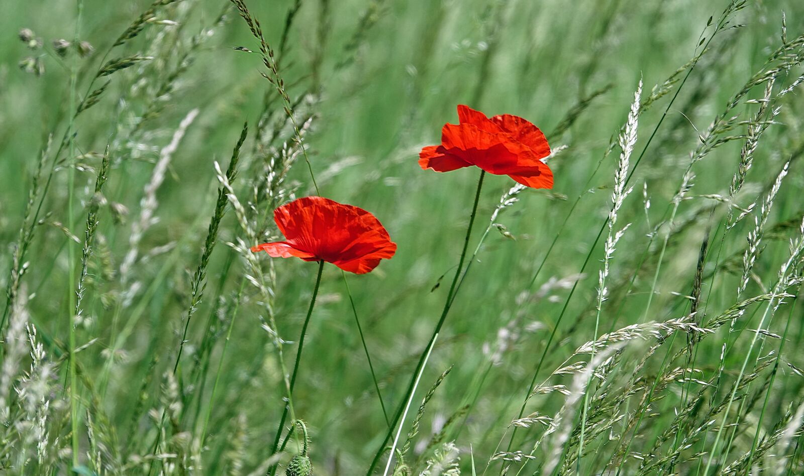 Sony Cyber-shot DSC-RX10 III sample photo. Poppy, close up, nature photography