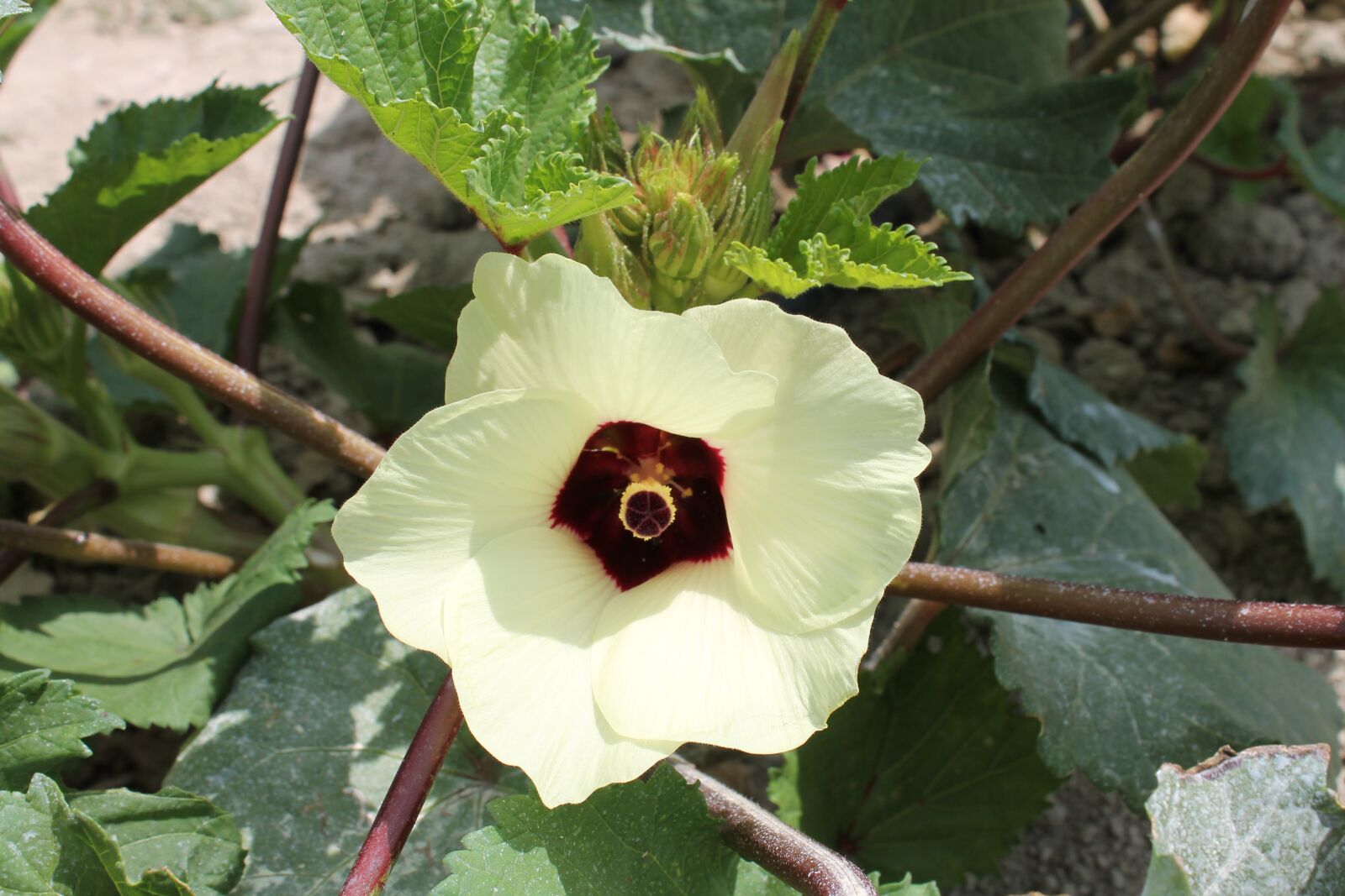 Canon EOS 1100D (EOS Rebel T3 / EOS Kiss X50) sample photo. Okra, vegetable, blossom photography