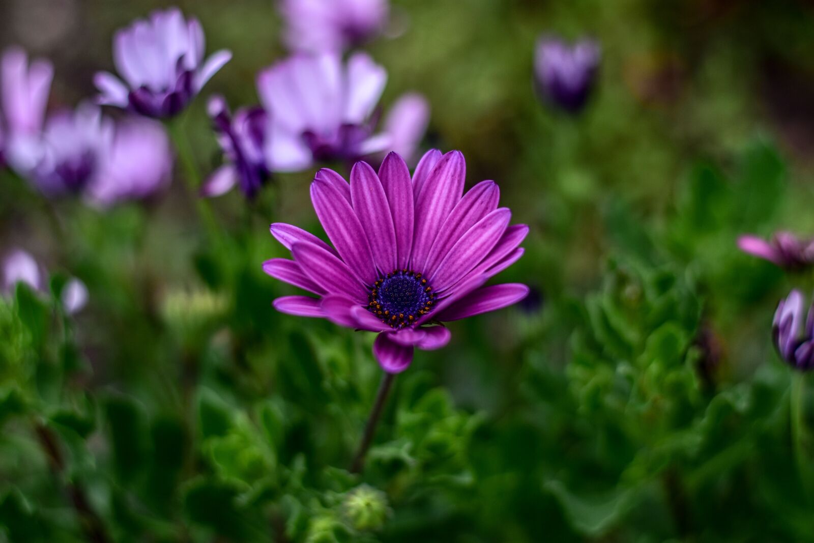 Nikon D3400 sample photo. Nature, flower, garden photography