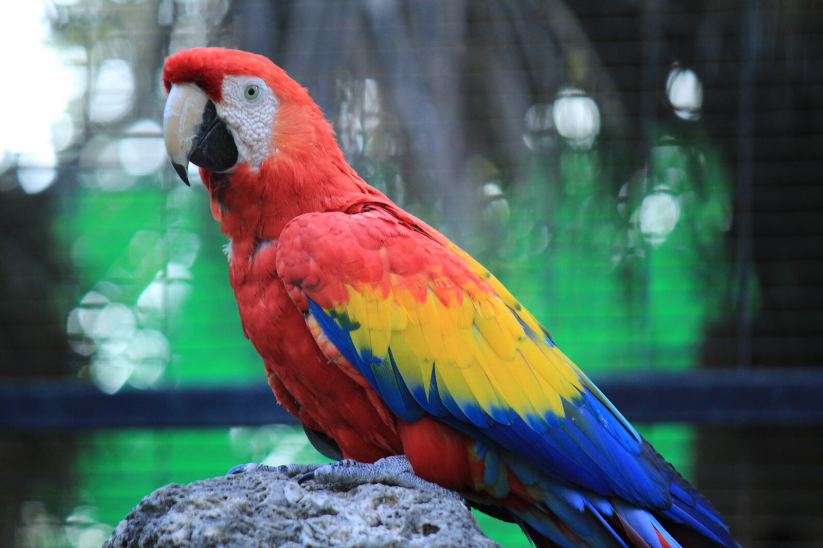 Canon EF-S 55-250mm F4-5.6 IS sample photo. Parrot, macaw, red photography