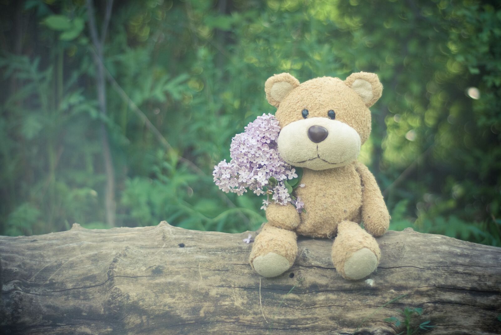 Nikon D80 sample photo. Plush toy, teddy bear photography
