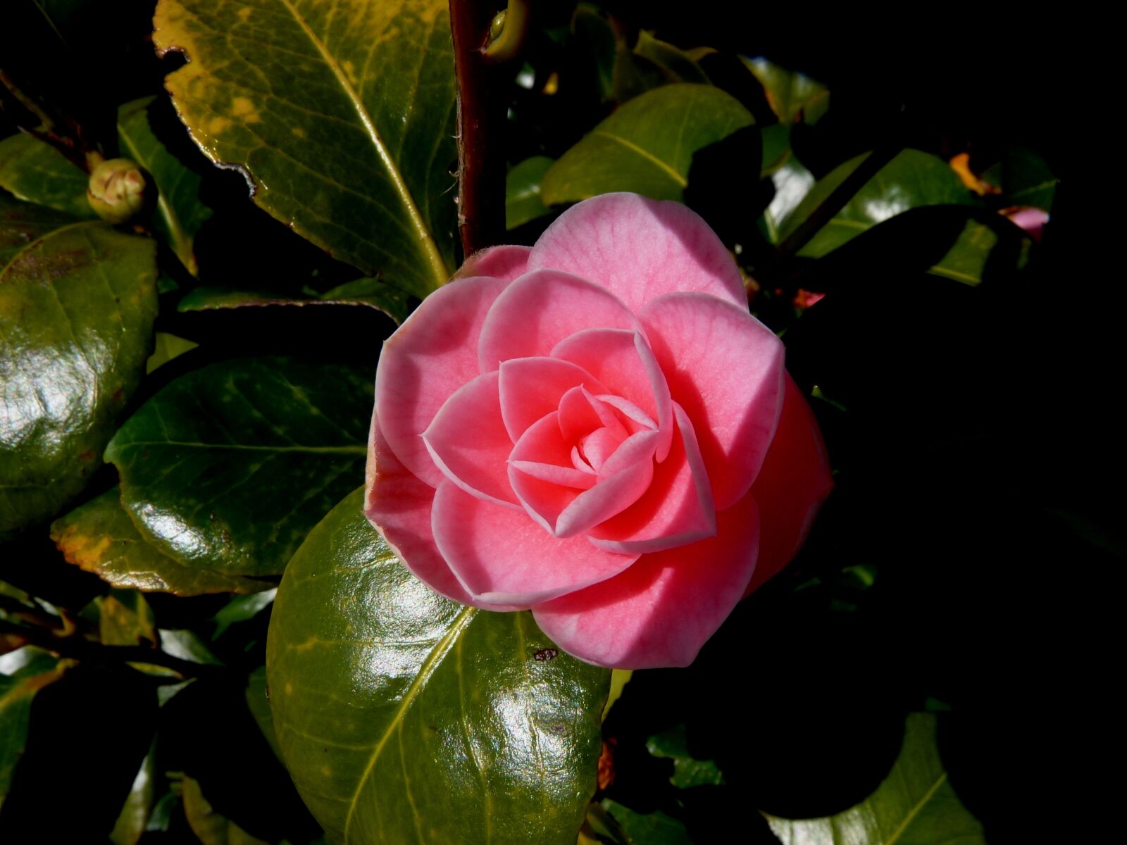 Panasonic Lumix DMC-FZ28 sample photo. Blossom, bloom, rose photography